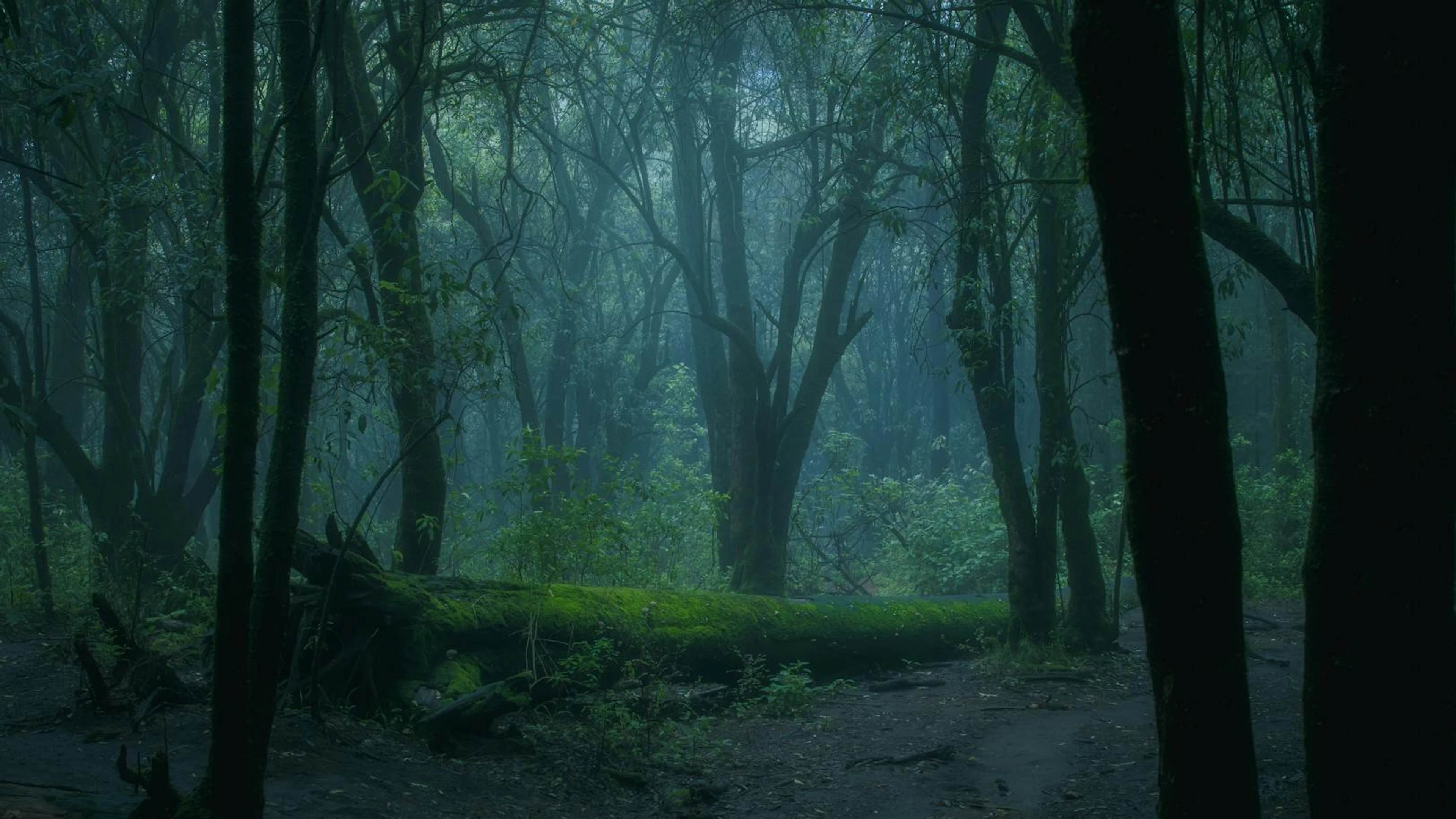 A misty, dense forest scene with moss-covered fallen log and trees in serene, mo - free 4K Ultra HD fantasy wallpaper for desktop