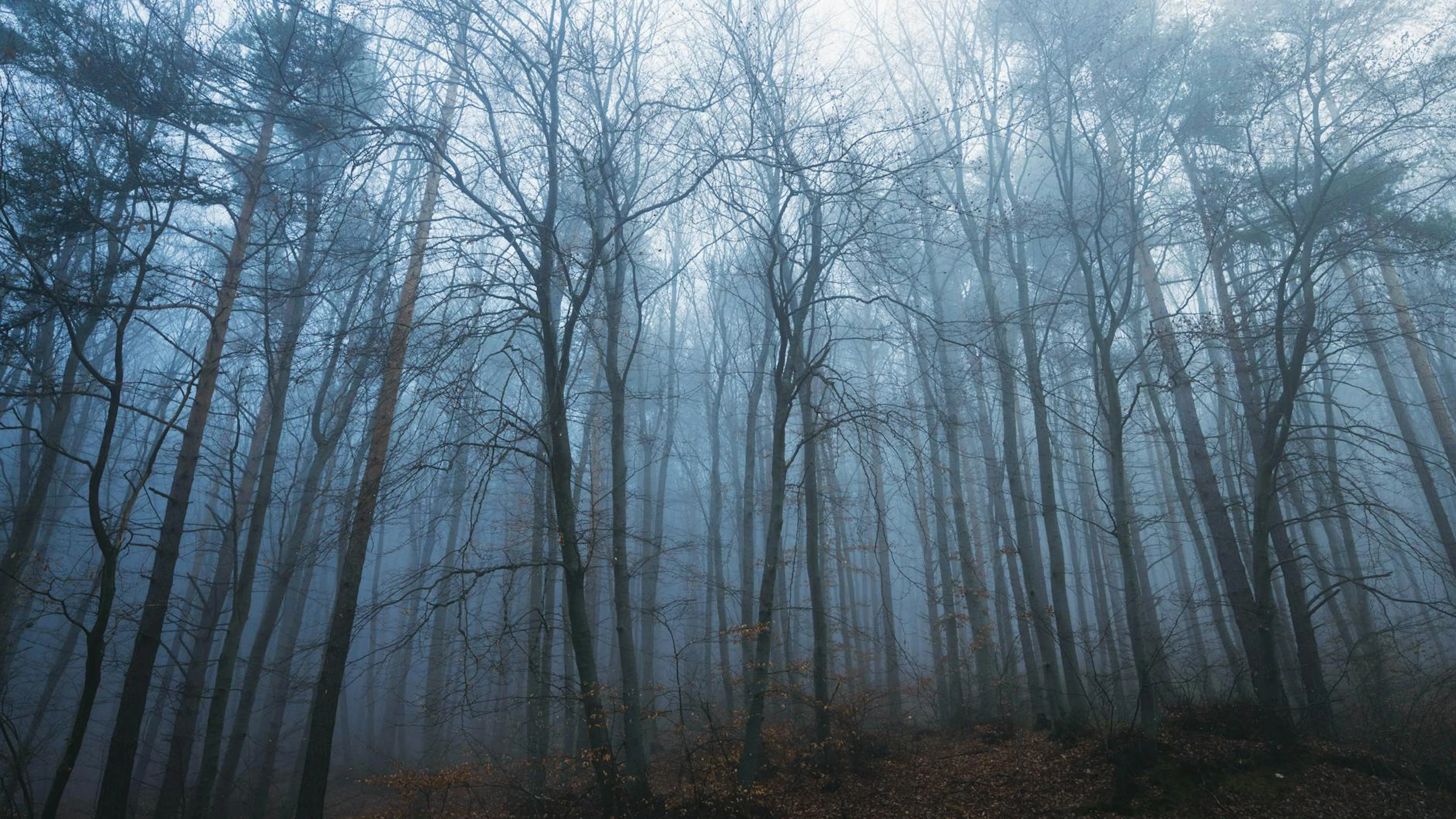 A serene misty forest scene with tall bare trees enveloped in fog, creating a my - free 4K Ultra HD fantasy wallpaper for desktop