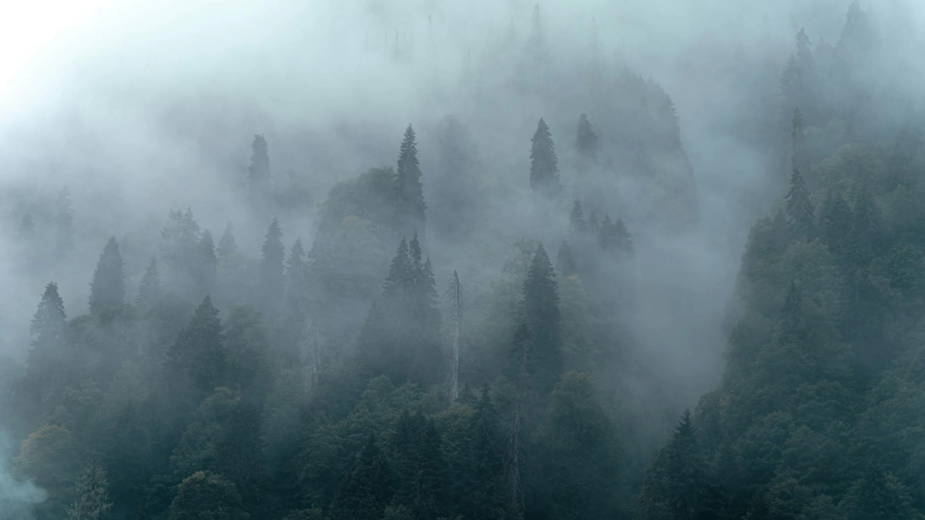 A serene view of a mist-covered forest with dense conifer trees in the Turkish m - free 4K Ultra HD fantasy wallpaper for desktop