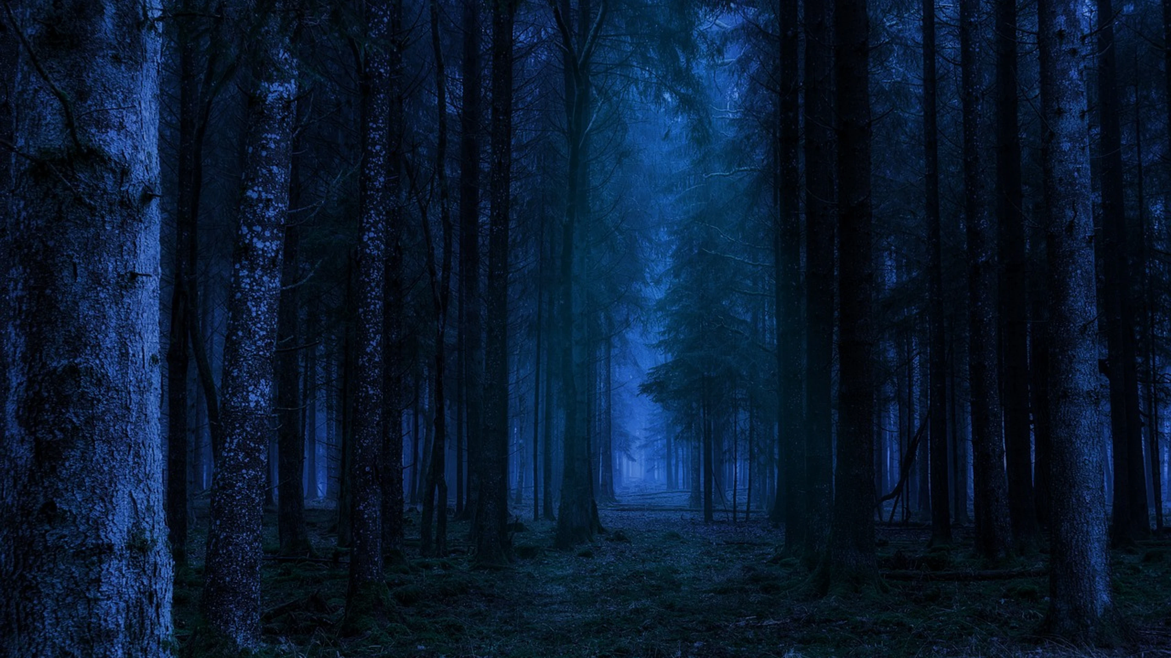 Forest night landscape - free 4K Ultra HD fantasy wallpaper for desktop