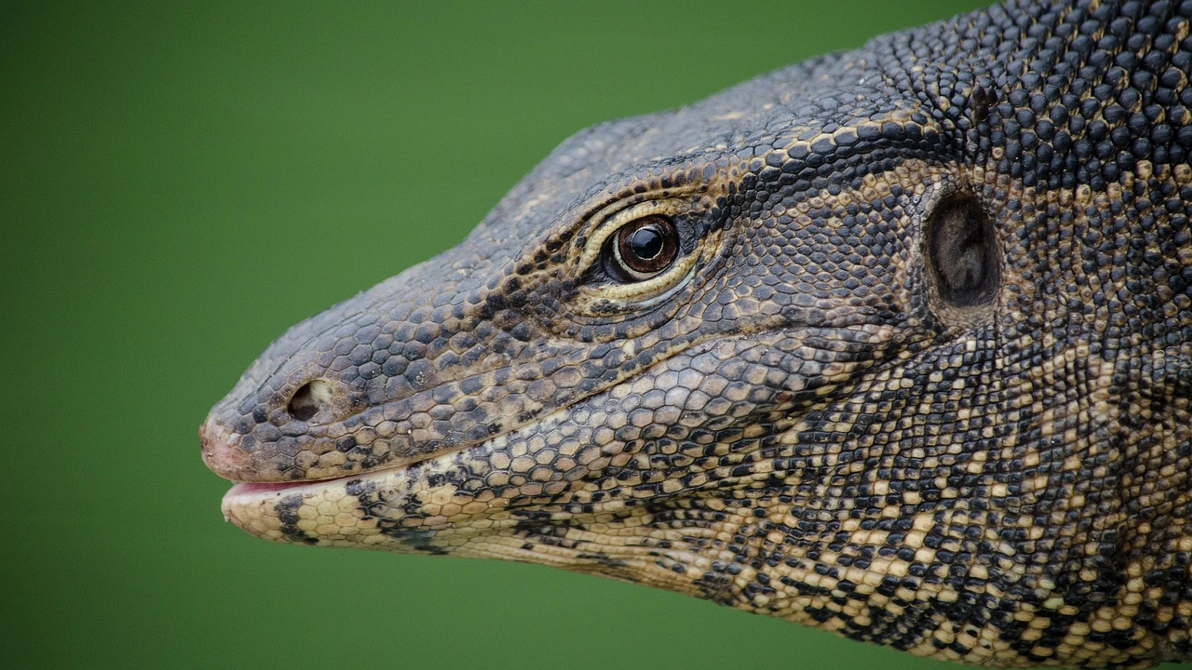 Lizard dragon reptile - free 4K Ultra HD fantasy wallpaper for desktop