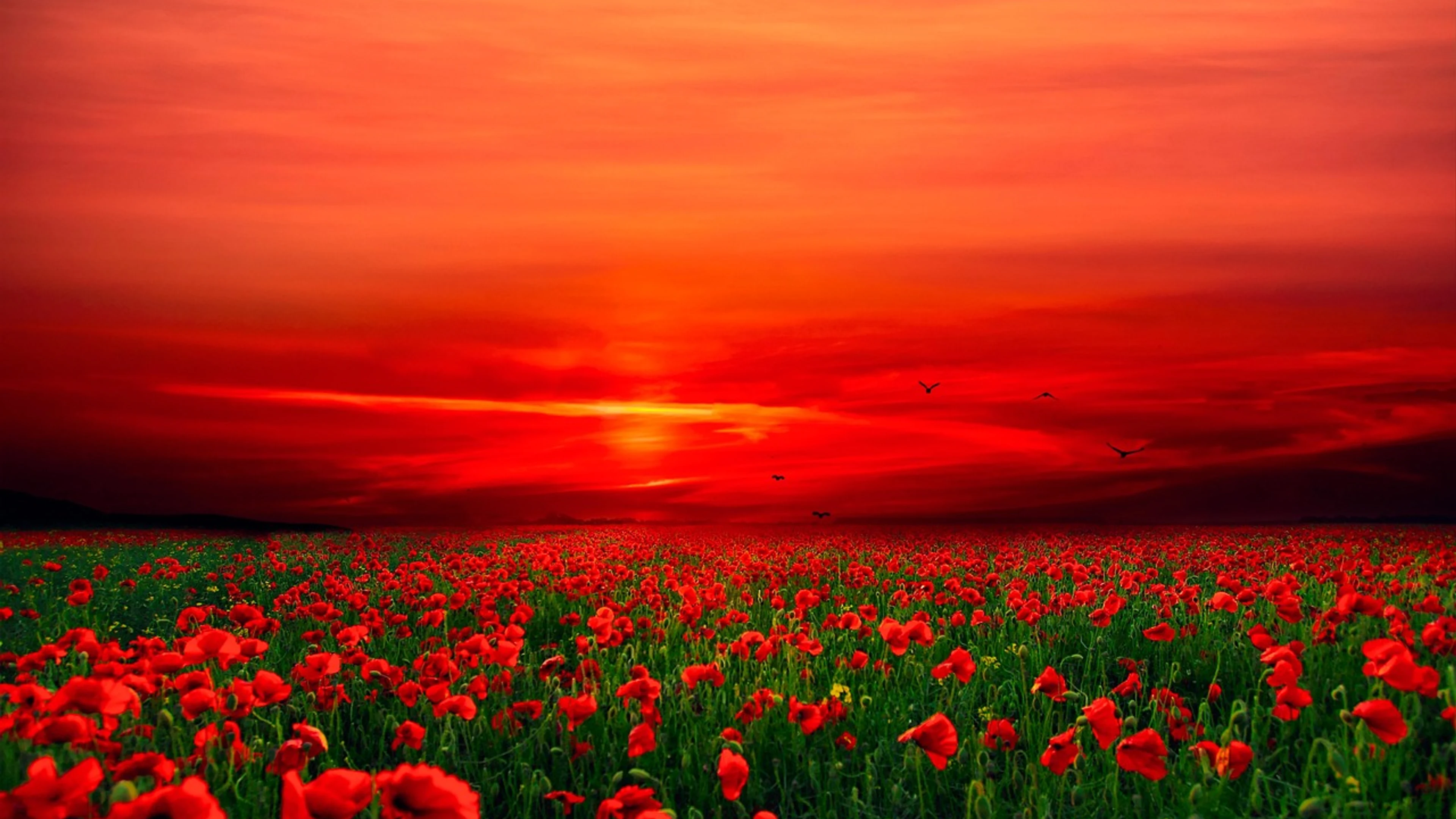 Poppies sunset field - free 4K Ultra HD fantasy wallpaper for desktop