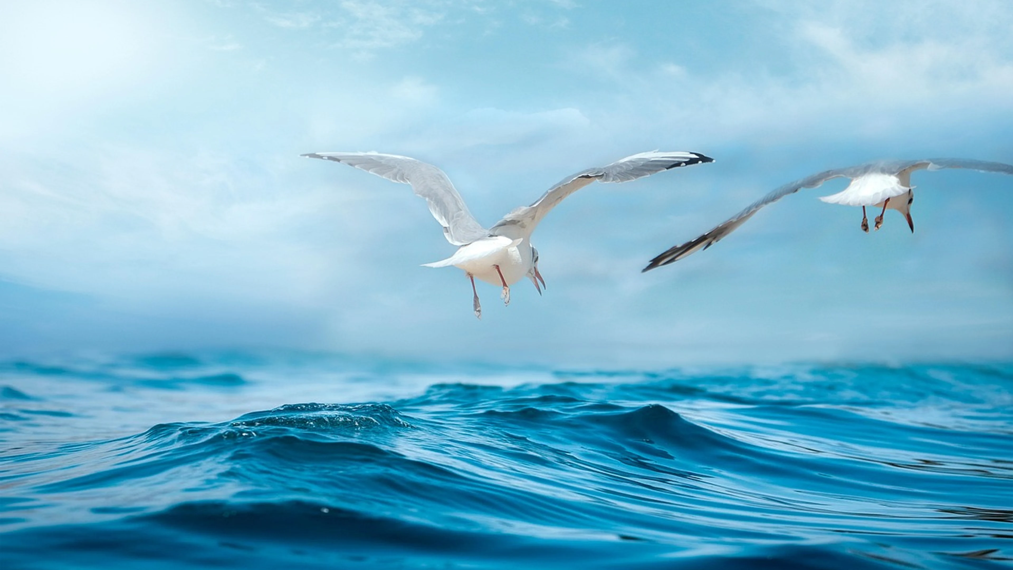 Seagulls marine sea - free 4K Ultra HD fantasy wallpaper for desktop