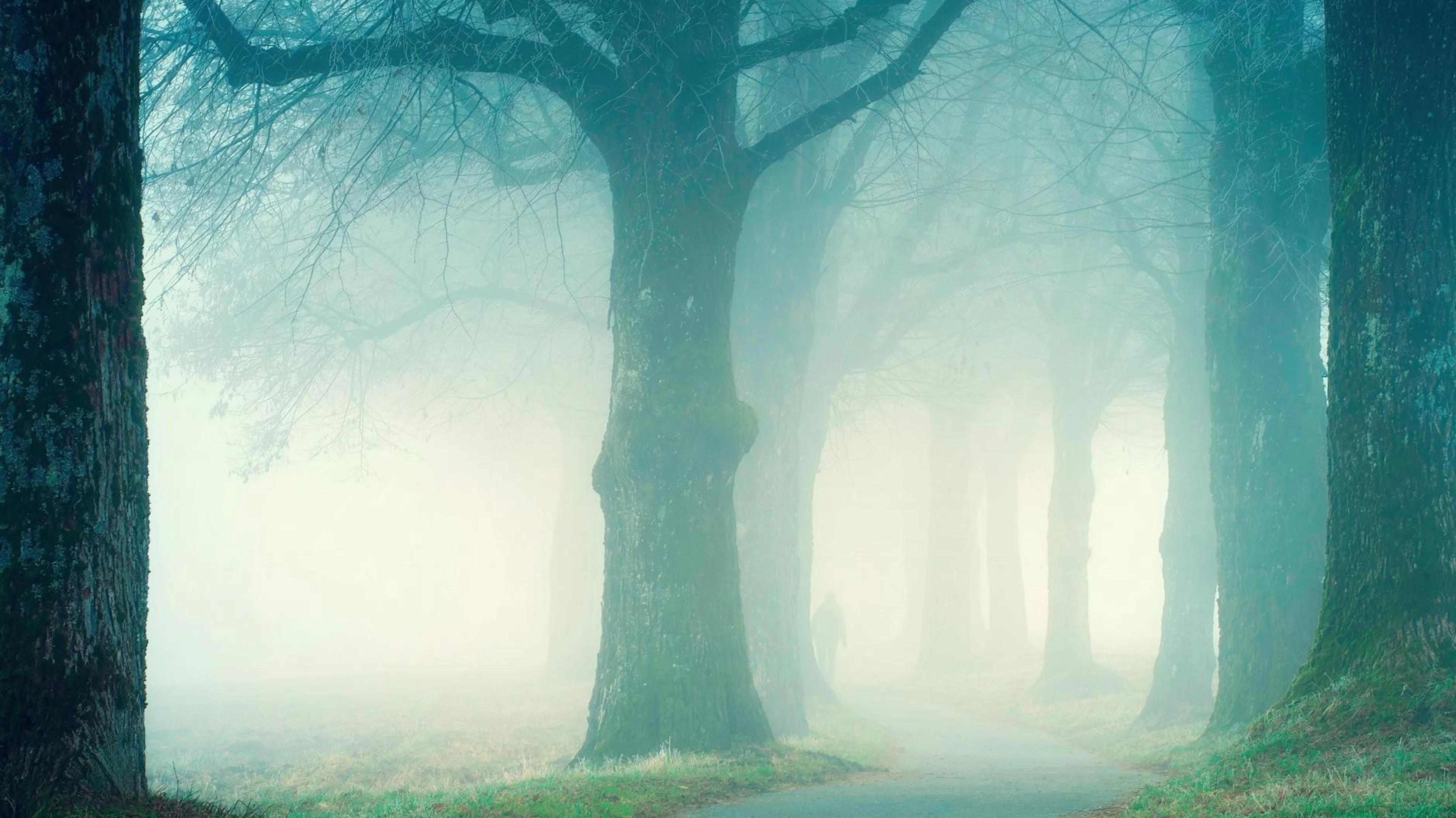 Serene forest pathway shrouded in fog, creating a mysterious and tranquil atmosp - free 4K Ultra HD fantasy wallpaper for desktop