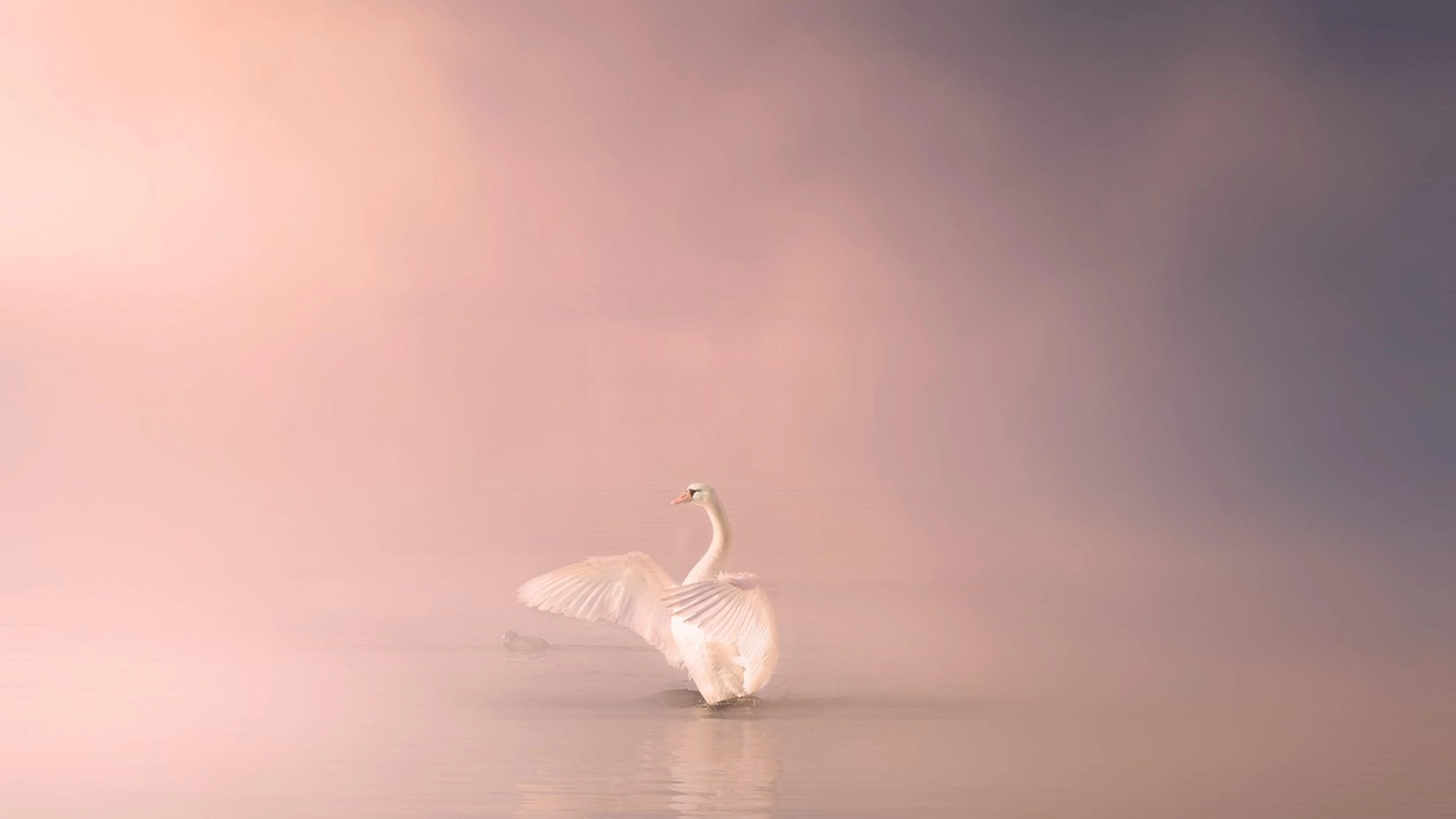 Swan bird lake - free 4K Ultra HD fantasy wallpaper for desktop