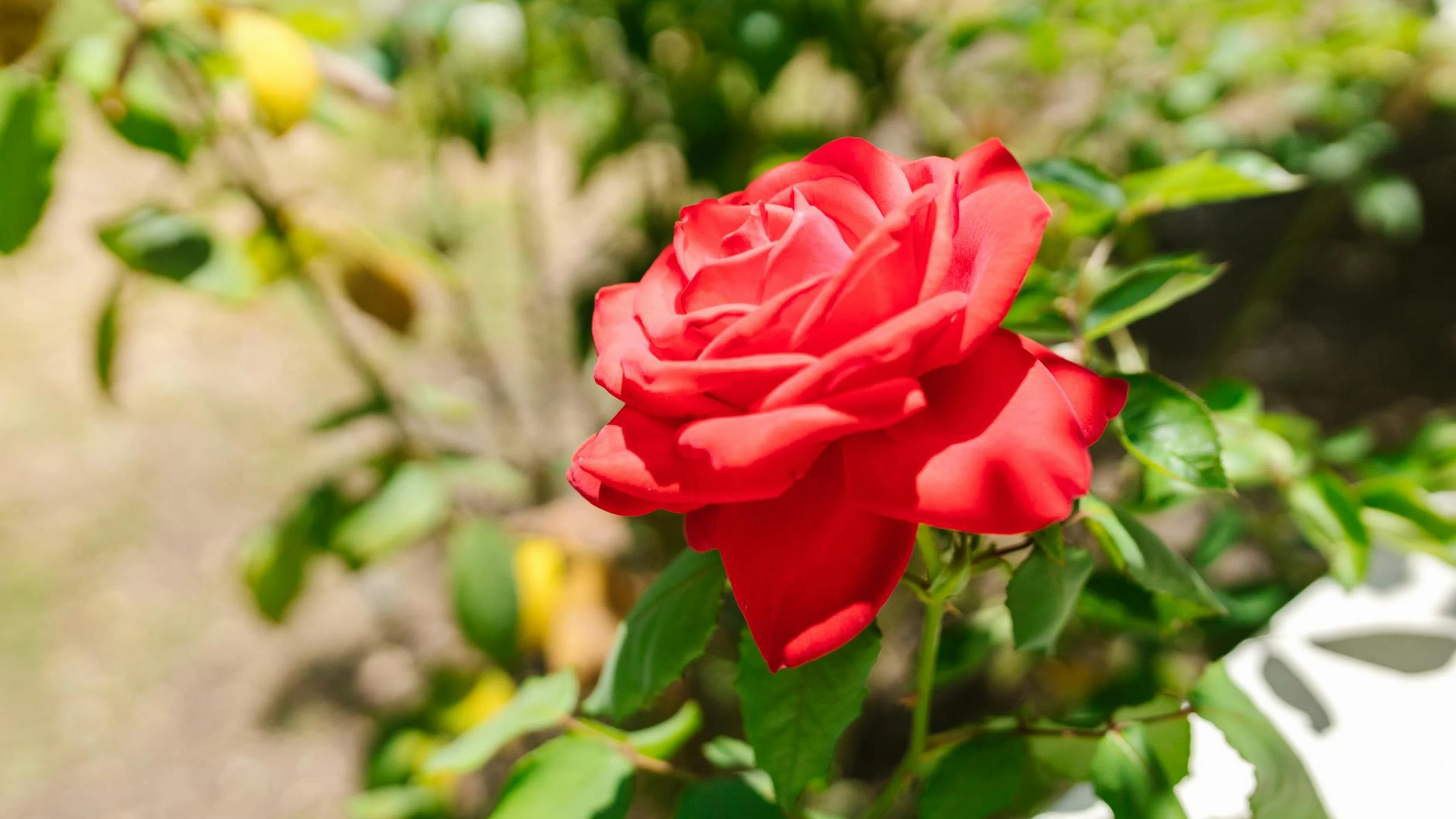 A beautiful close-up of a vibrant red rose in full bloom against a lush green ba - free 4K Ultra HD flowers wallpaper for desktop