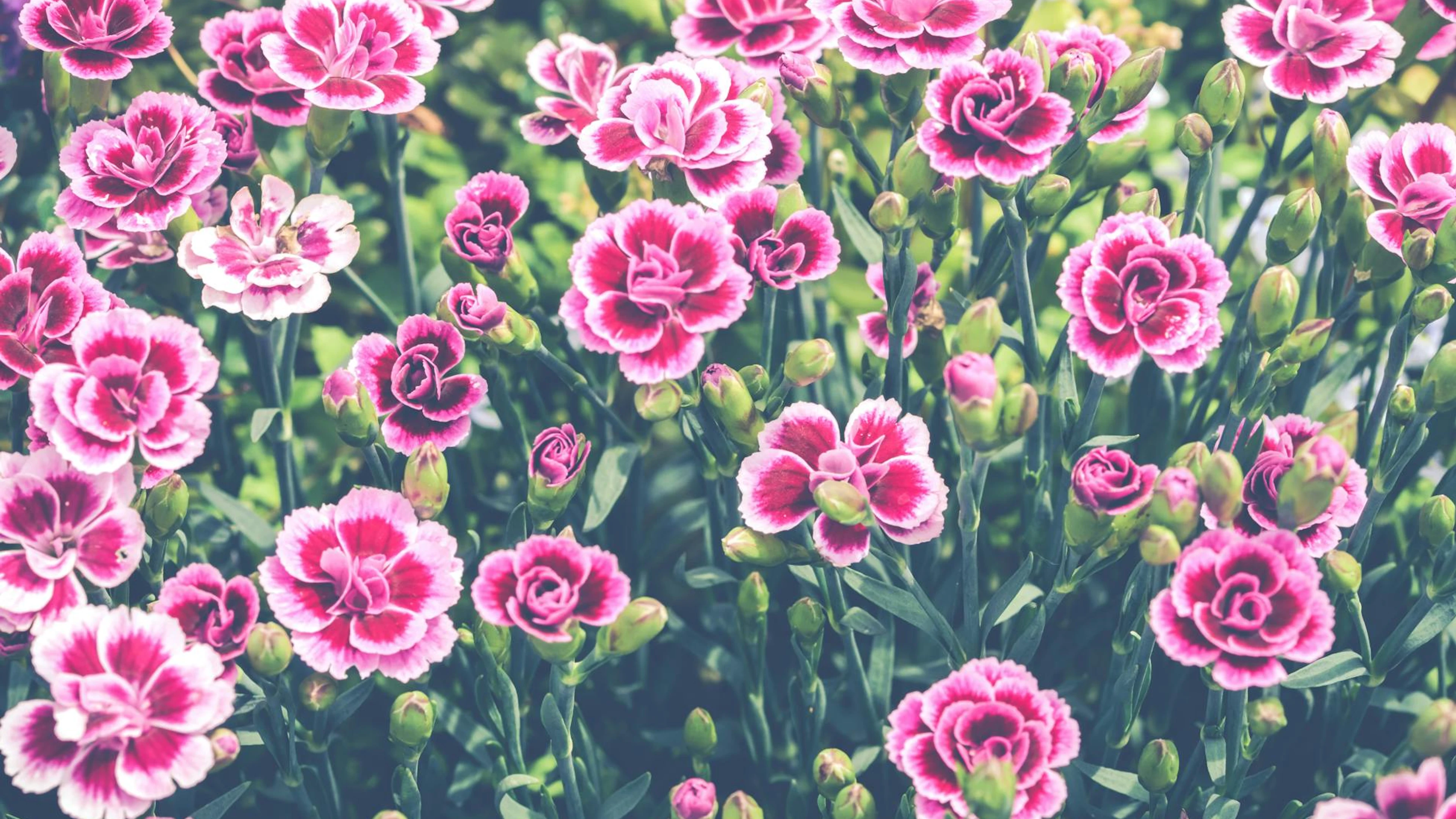 A beautiful field of pink carnation flowers in full bloom on a sunny summer day. - free 4K Ultra HD flowers wallpaper for desktop