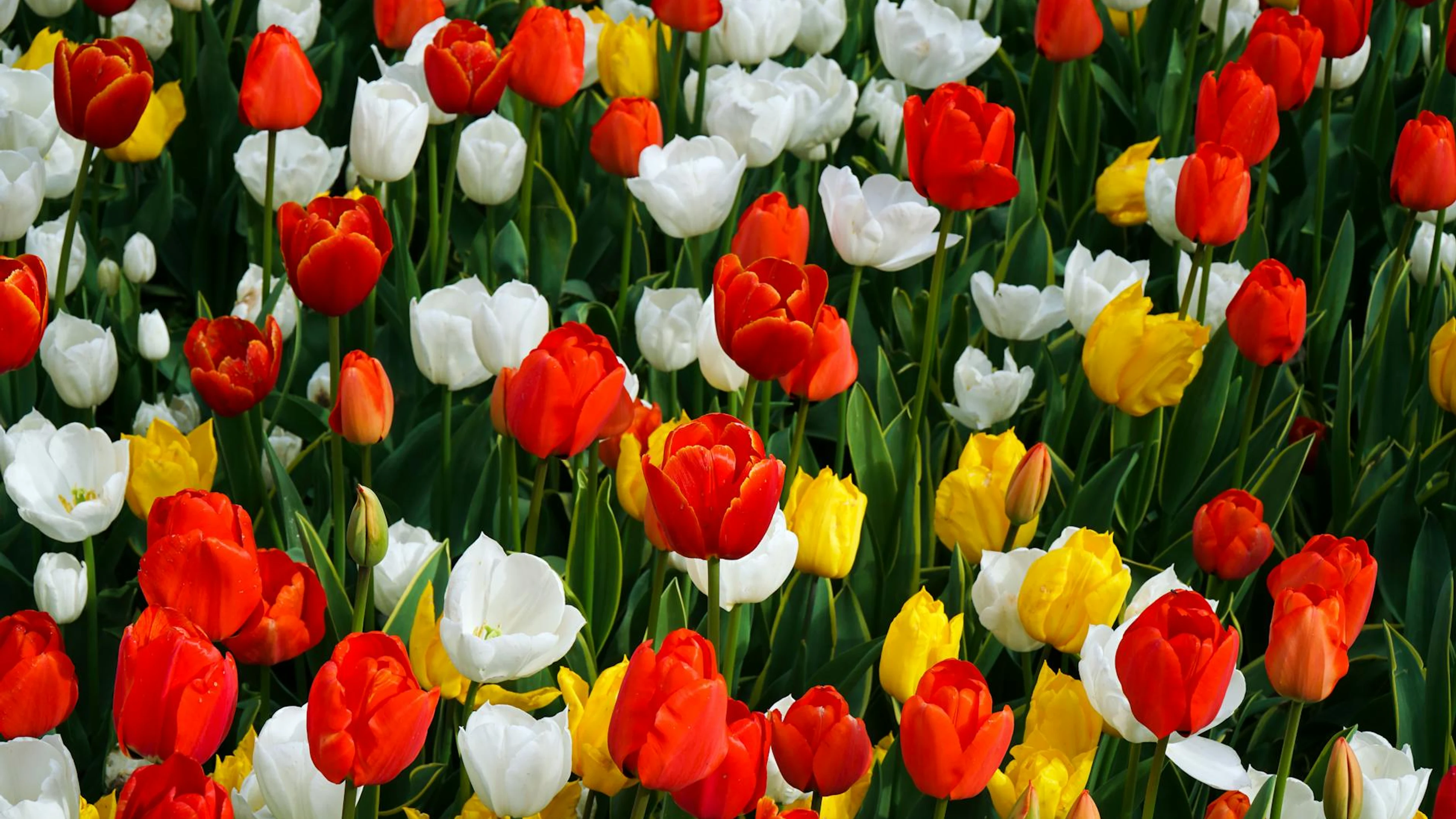 A colorful display of red, yellow, and white tulips in a spring garden, showcasi - free 4K Ultra HD flowers wallpaper for desktop