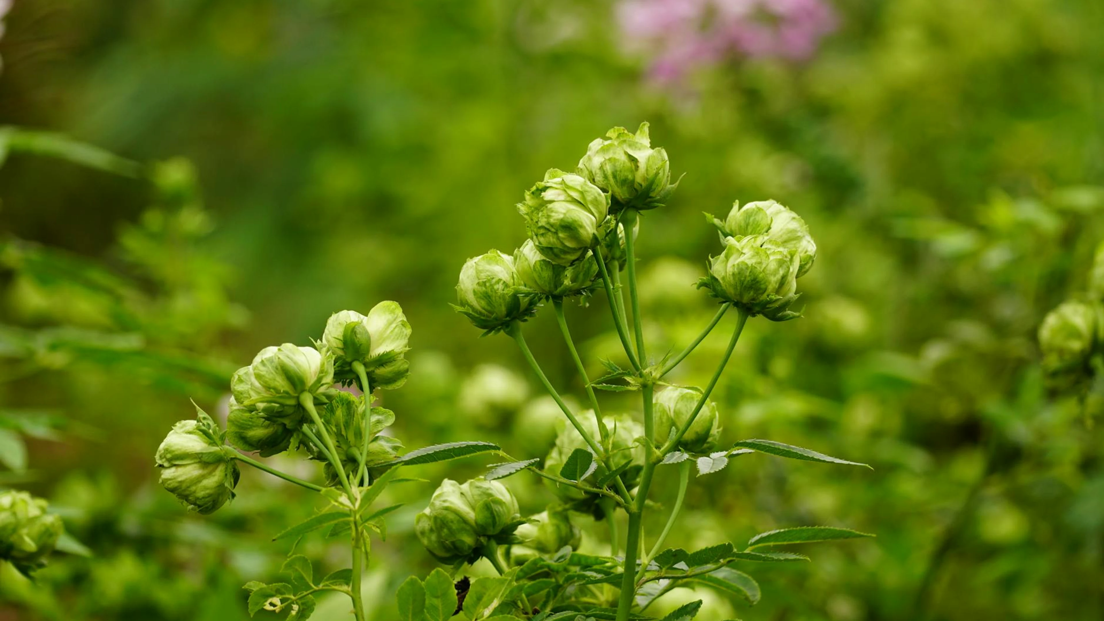 A detailed shot of vibrant green buds in a lush meadow, representing growth and - free 4K Ultra HD flowers wallpaper for desktop