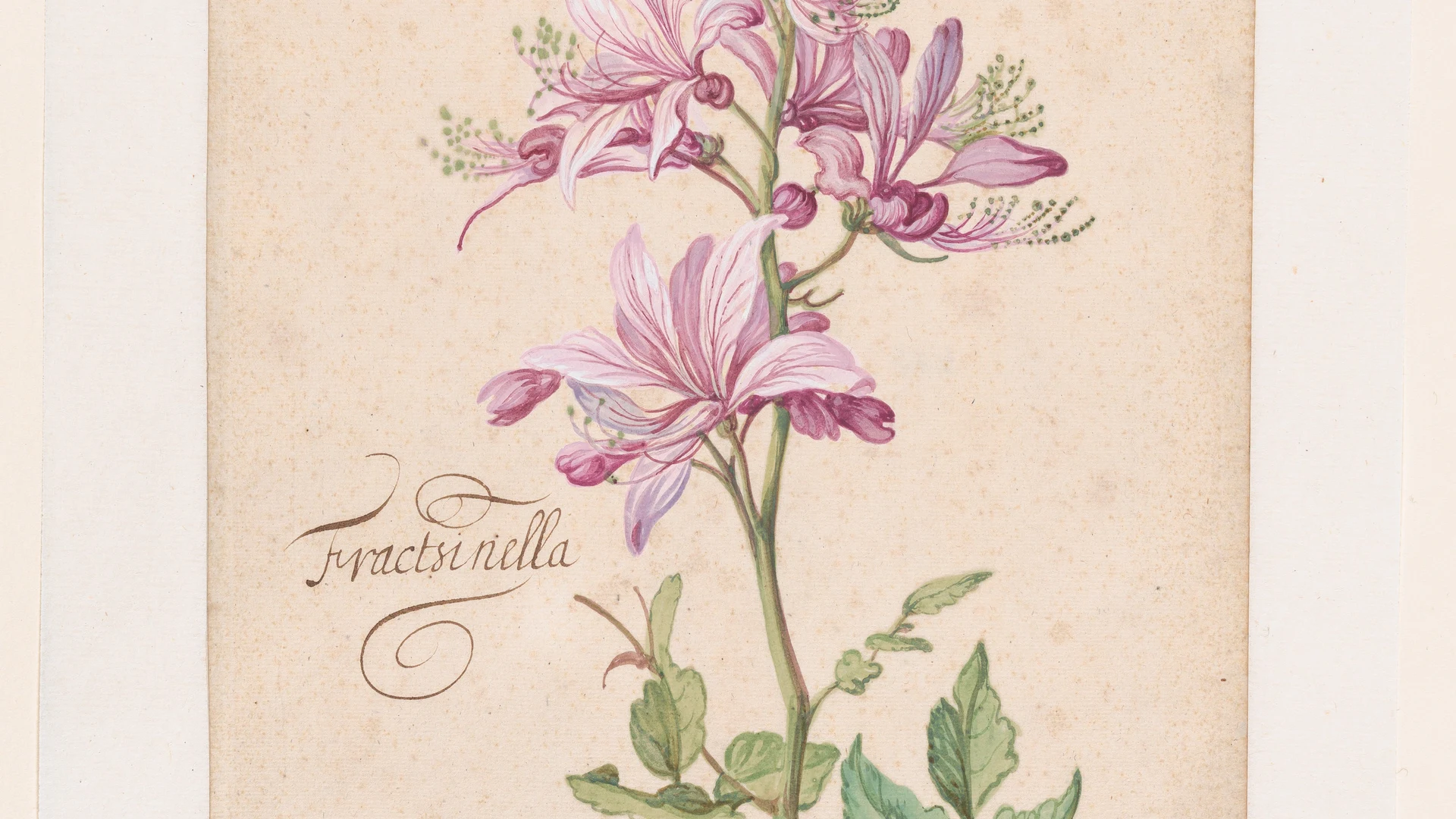 A Dictamnus - free hd flowers wallpaper for desktop