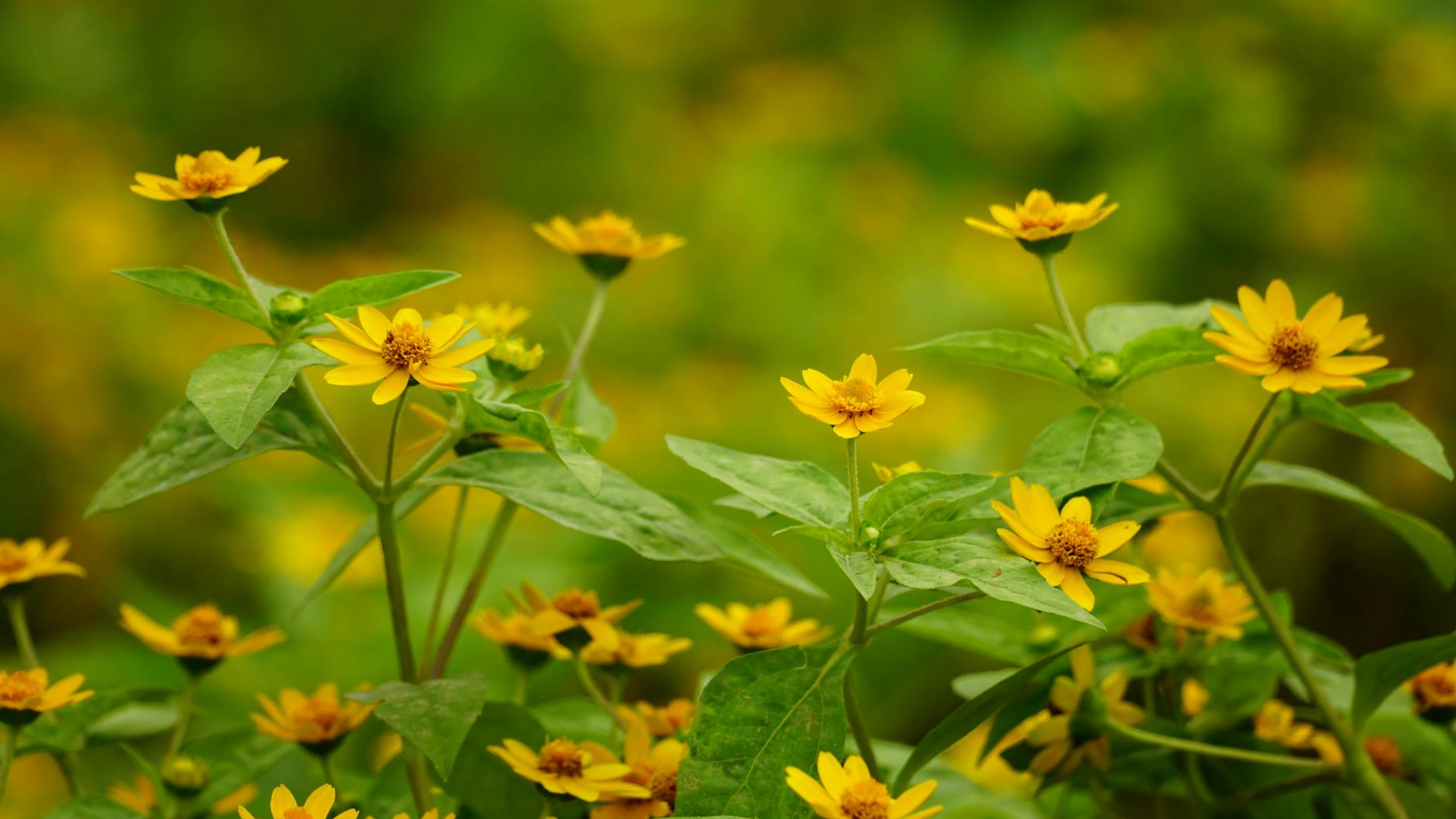 A vibrant display of yellow wildflowers in full bloom with lush green leaves out - free 4K Ultra HD flowers wallpaper for desktop