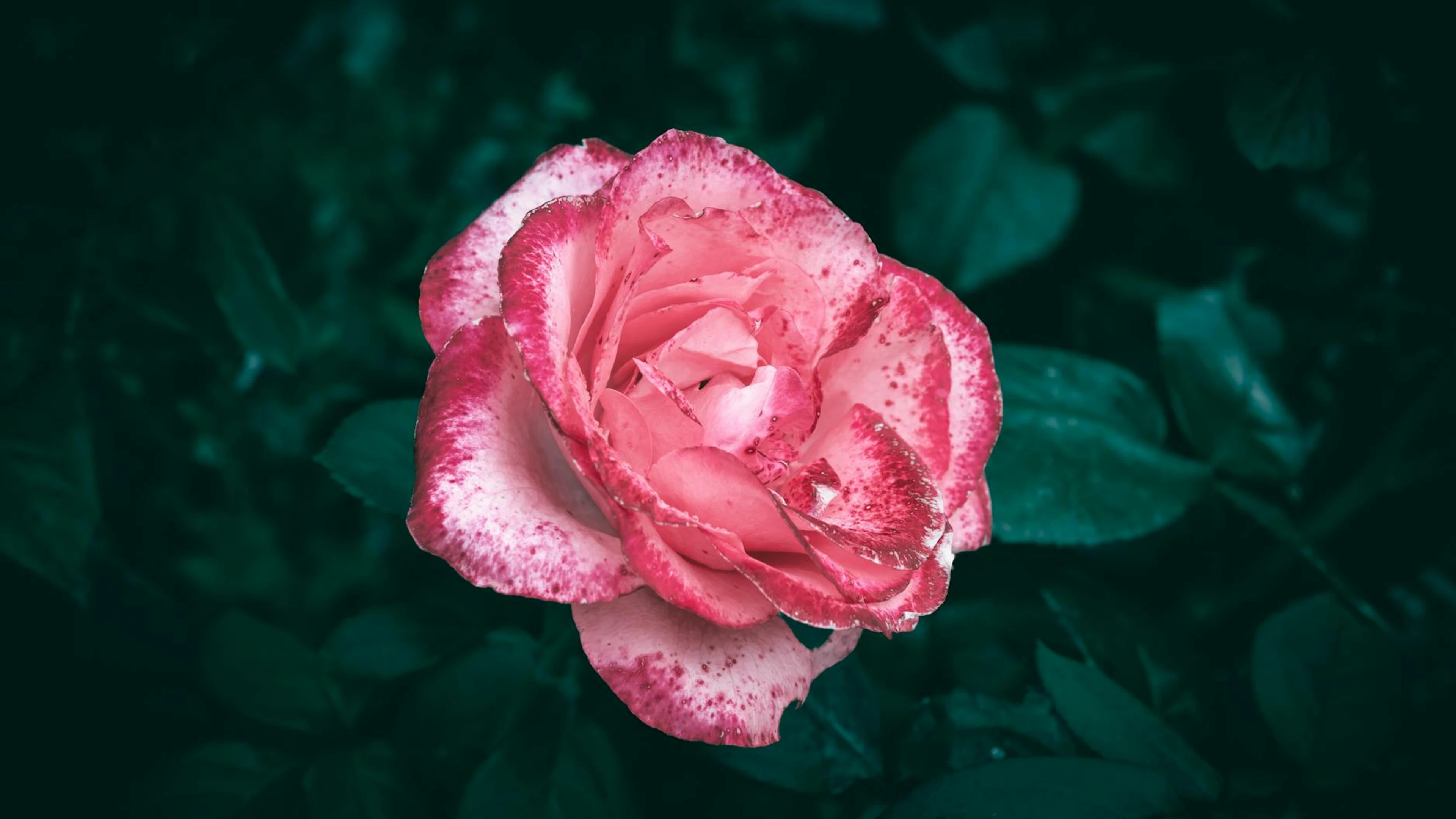 A vibrant pink rose flower in full bloom, captured with a dark green leafy backg - free 4K Ultra HD flowers wallpaper for desktop