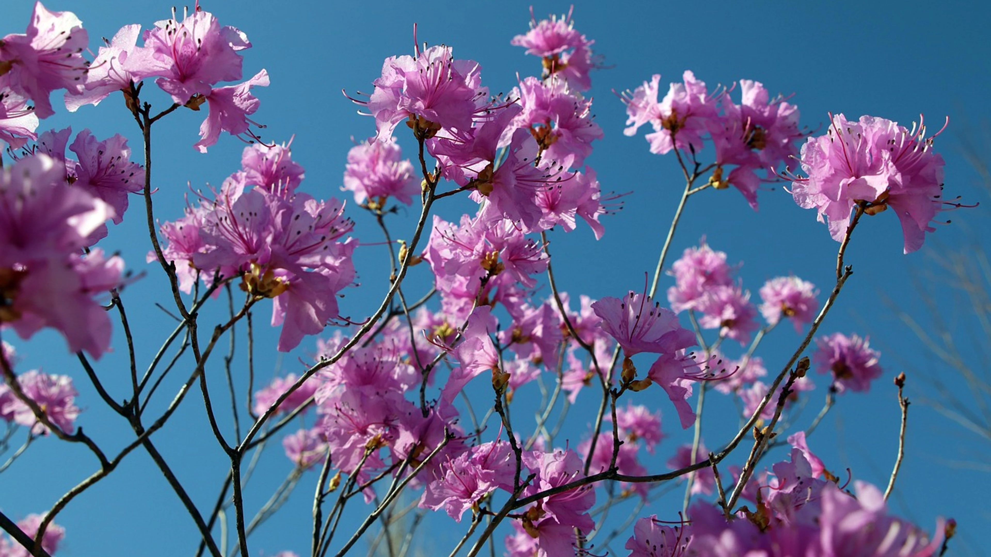 Azalea flower wallpaper spring - free 4K Ultra HD flowers wallpaper for desktop