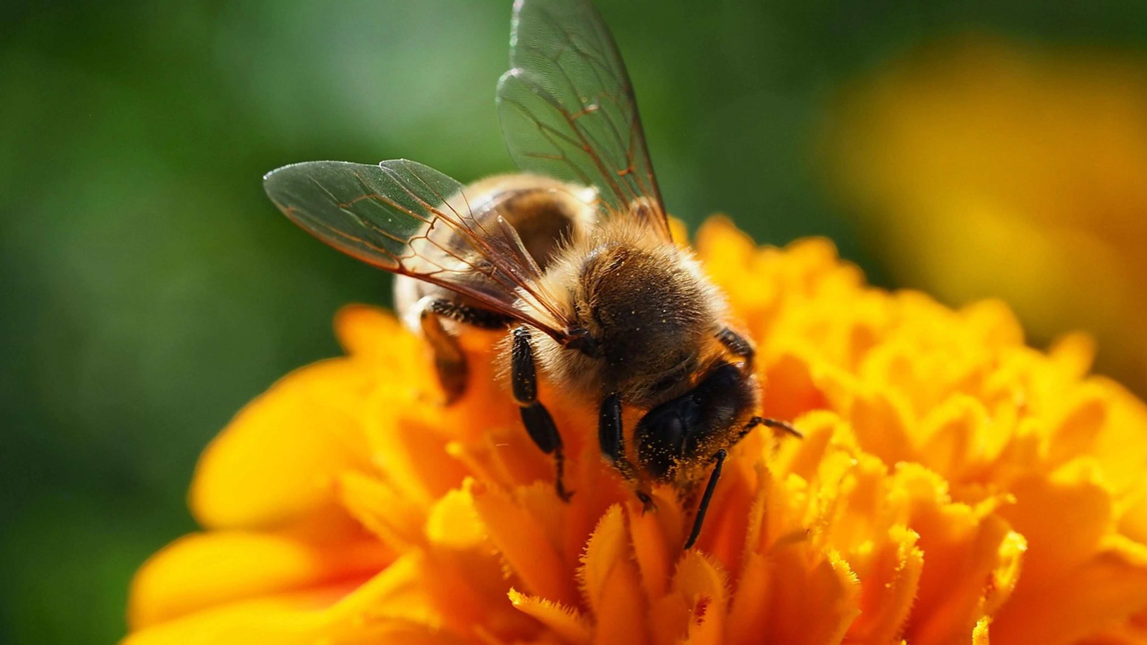 Bee flower background flower - free 4K Ultra HD flowers wallpaper for desktop