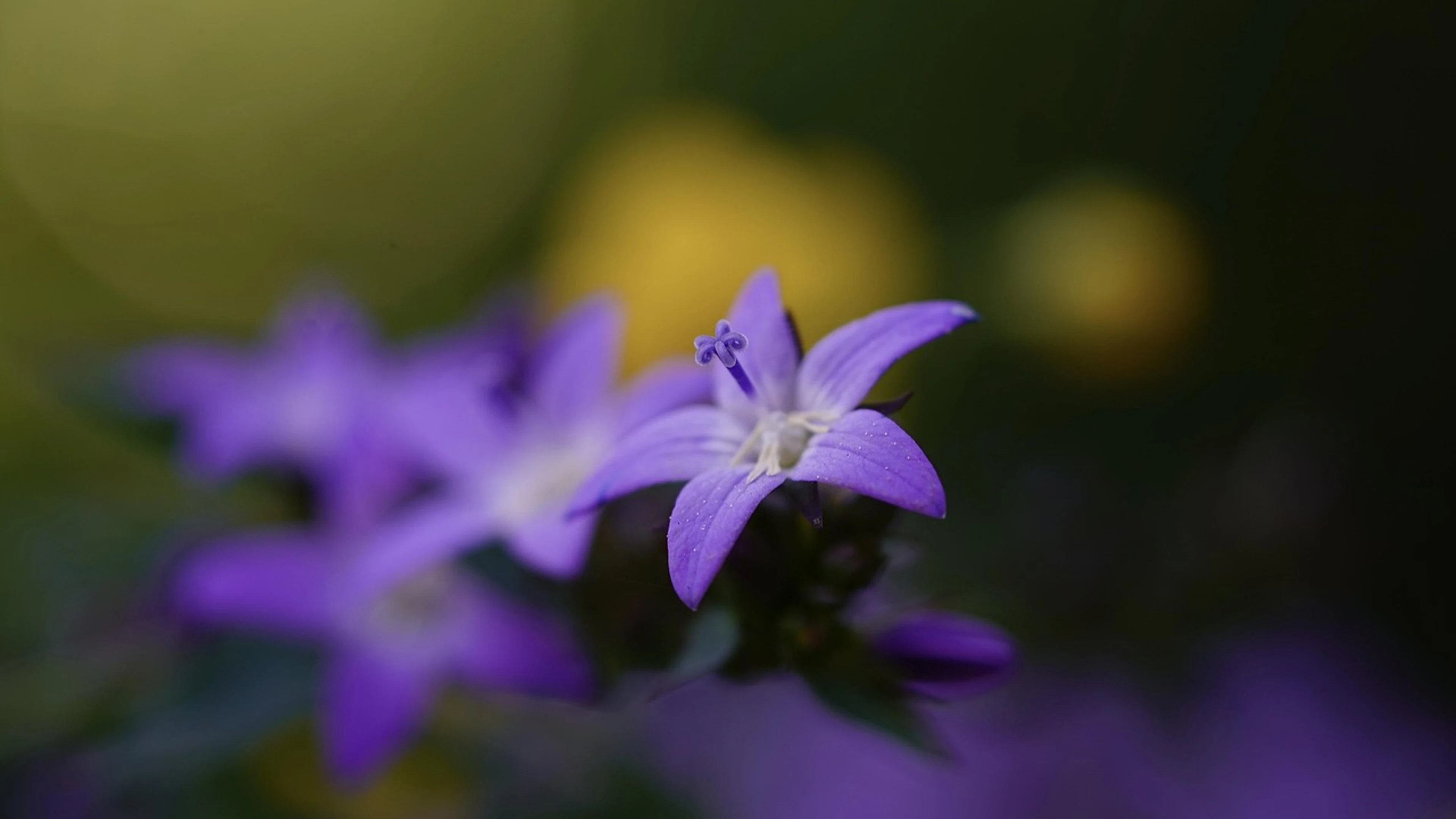 Blossom bloom flower - free 4K Ultra HD flowers wallpaper for desktop