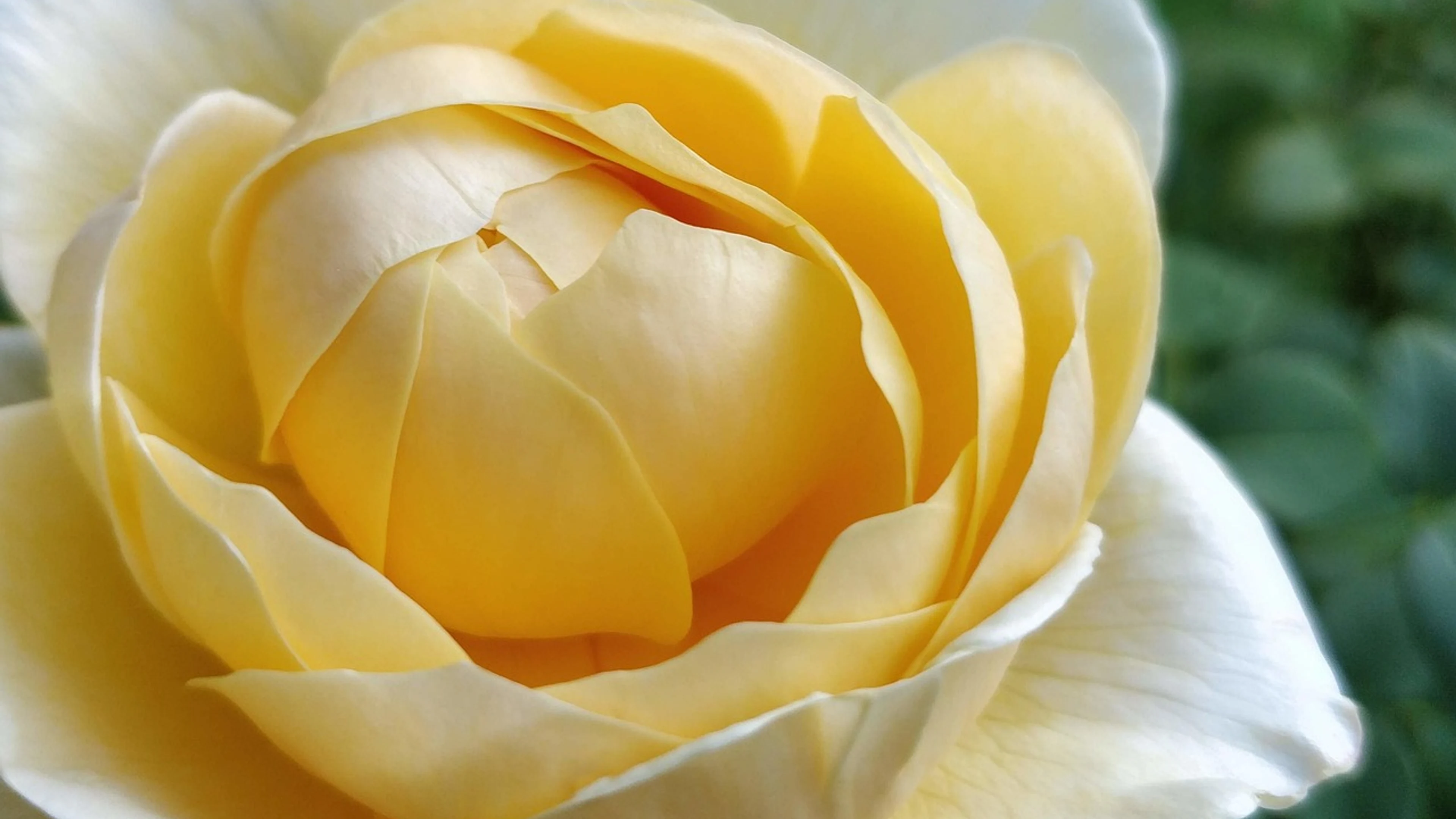 Blossom rose flower bloom - free 4K Ultra HD flowers wallpaper for desktop