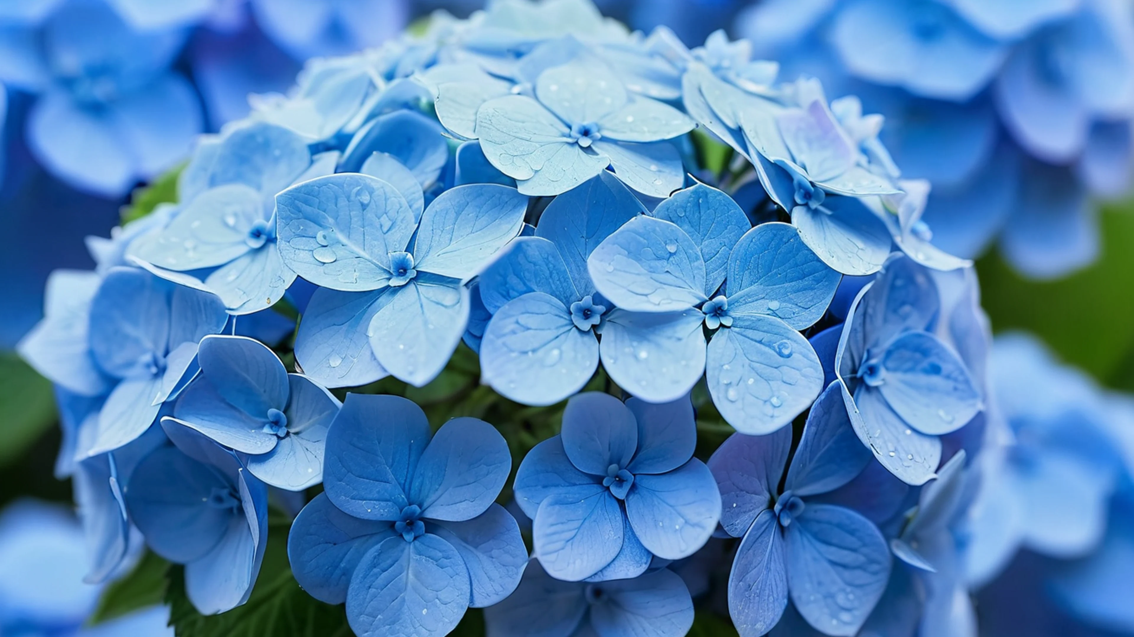 Blue Hydrangea Close Up - free 4K Ultra HD flowers wallpaper for desktop