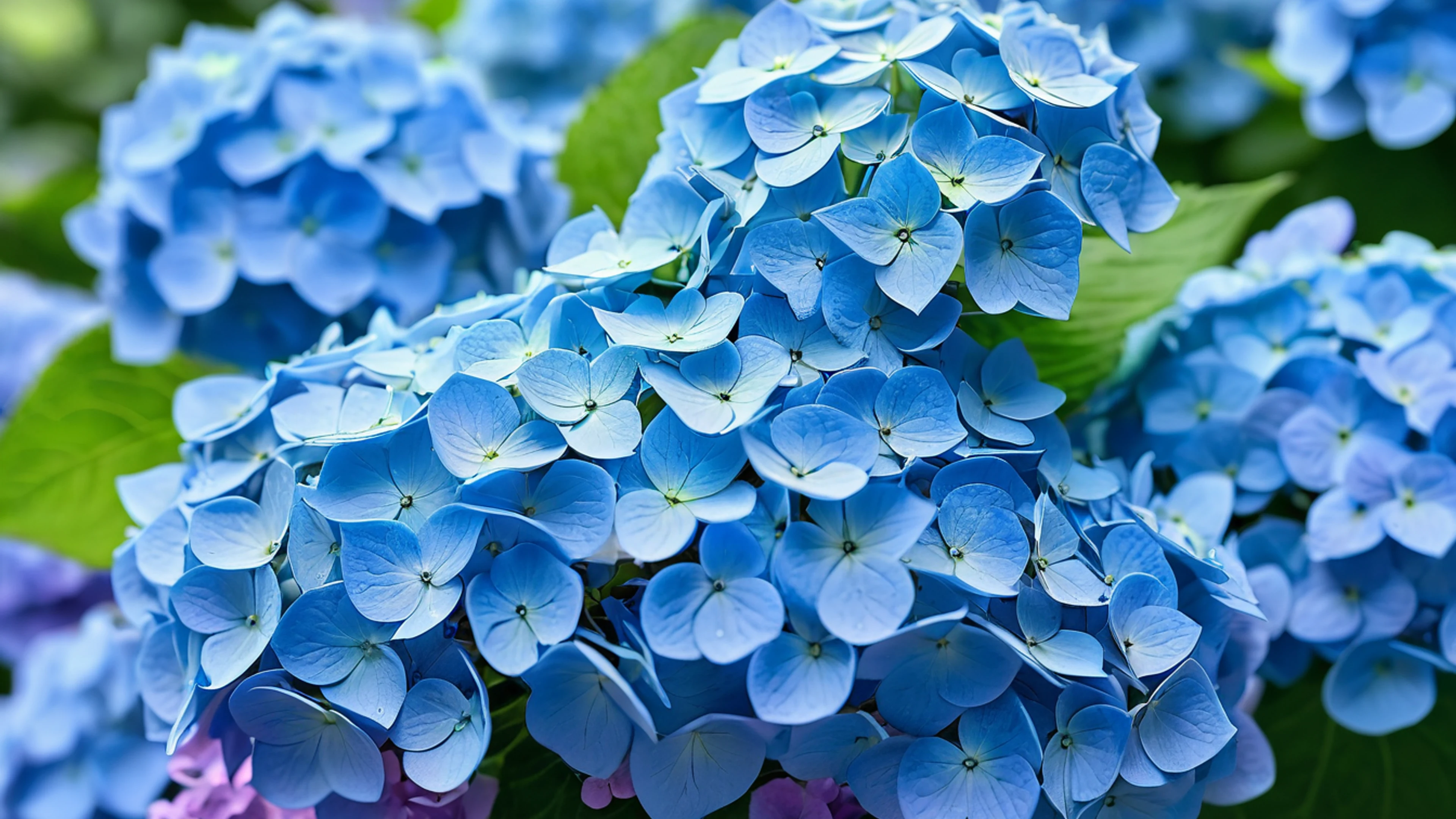 Blue Hydrangea Close Up - free 4K Ultra HD flowers wallpaper for desktop