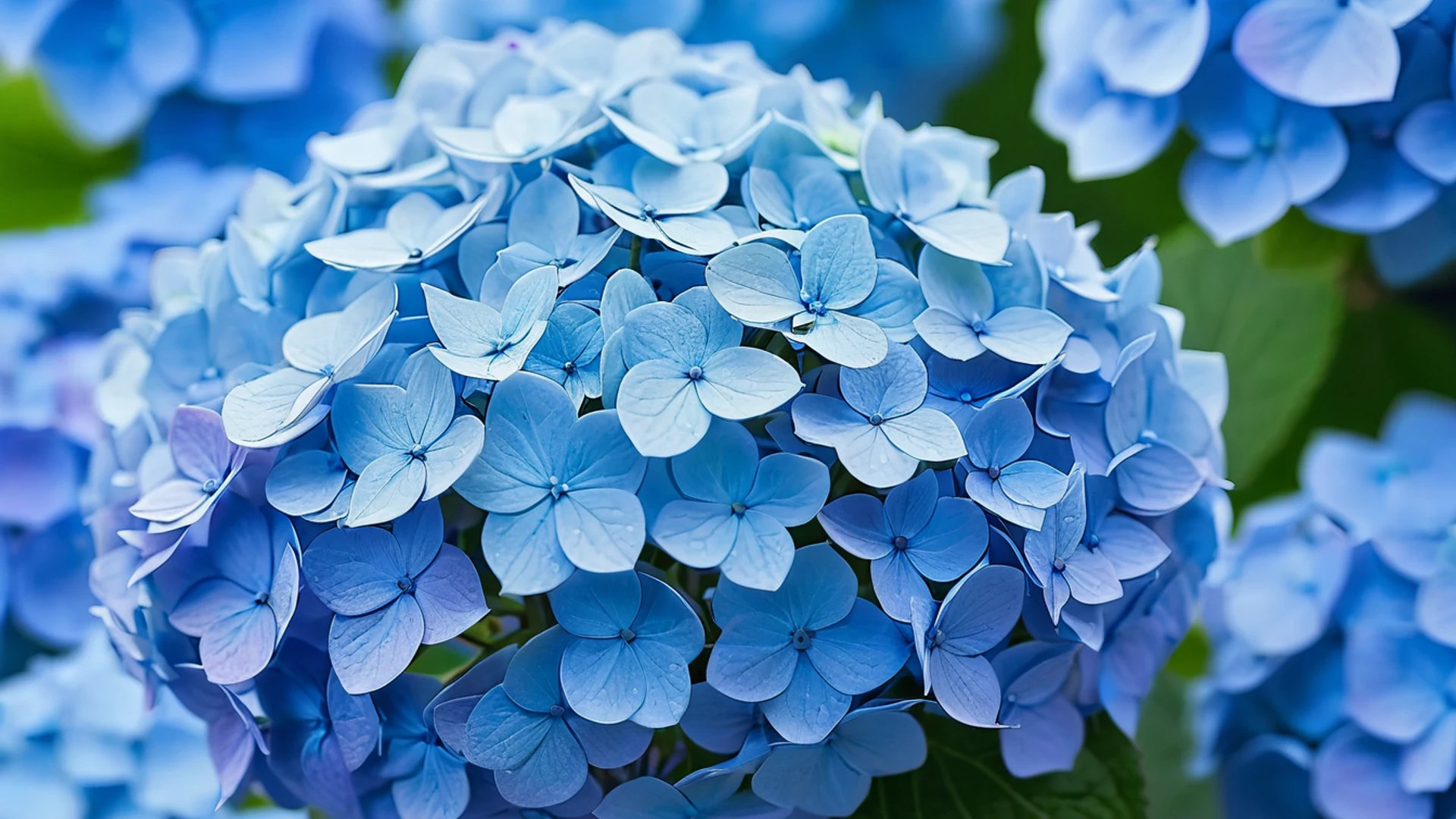 Blue Hydrangea Close Up - free hd flowers wallpaper for desktop