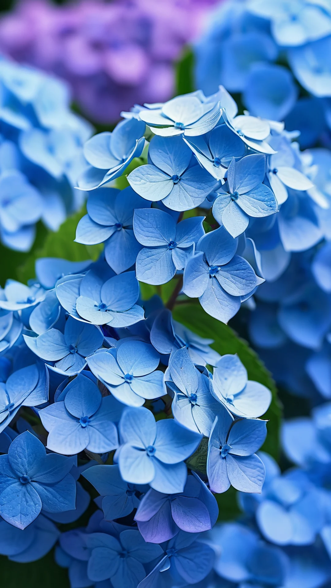 Blue Hydrangea Close Up - free Phone flowers wallpaper for phone