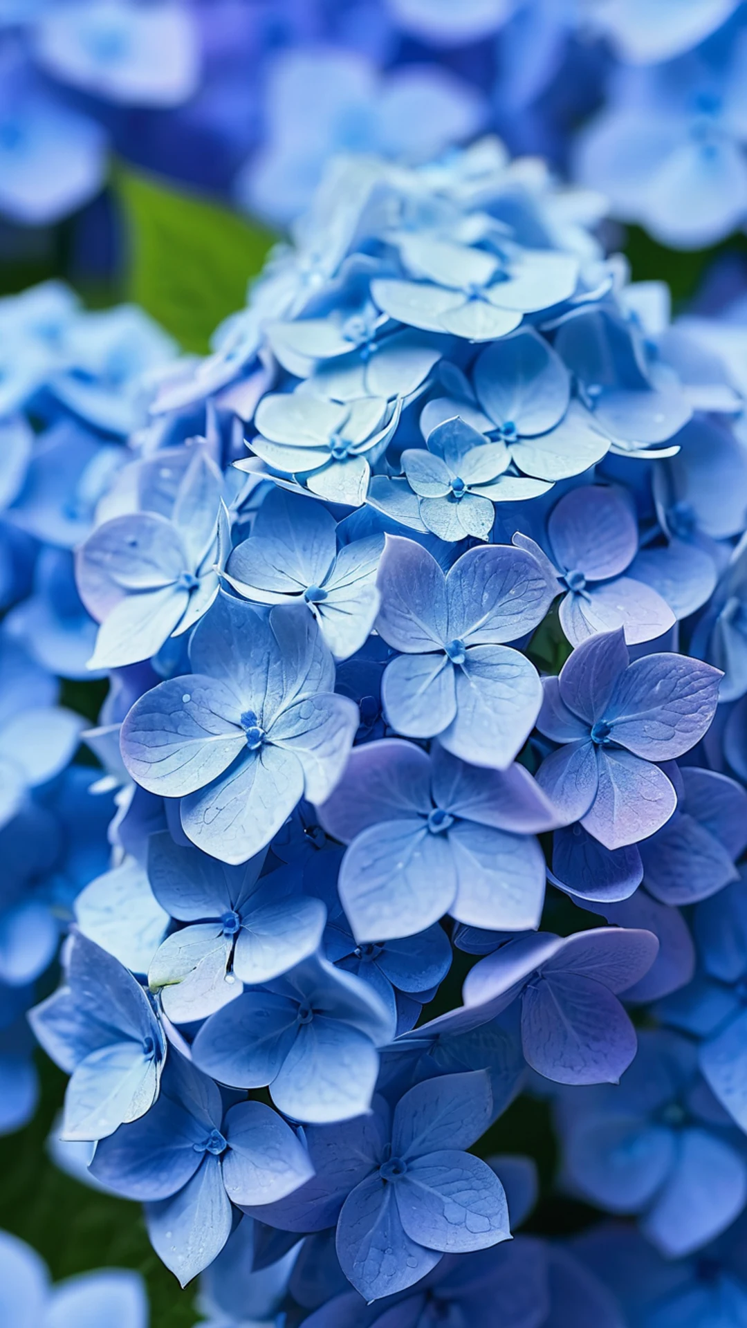 Blue Hydrangea Close Up - free Phone flowers wallpaper for phone