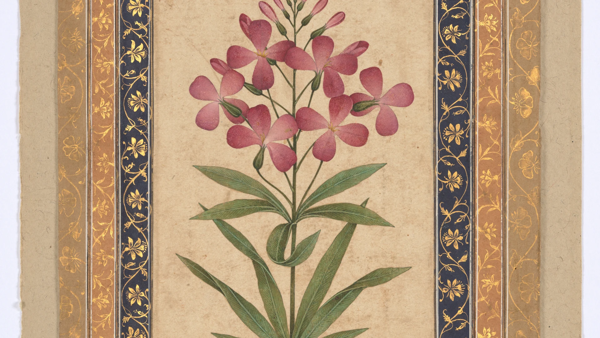 Botanical Painting: Geranium - free hd flowers wallpaper for desktop