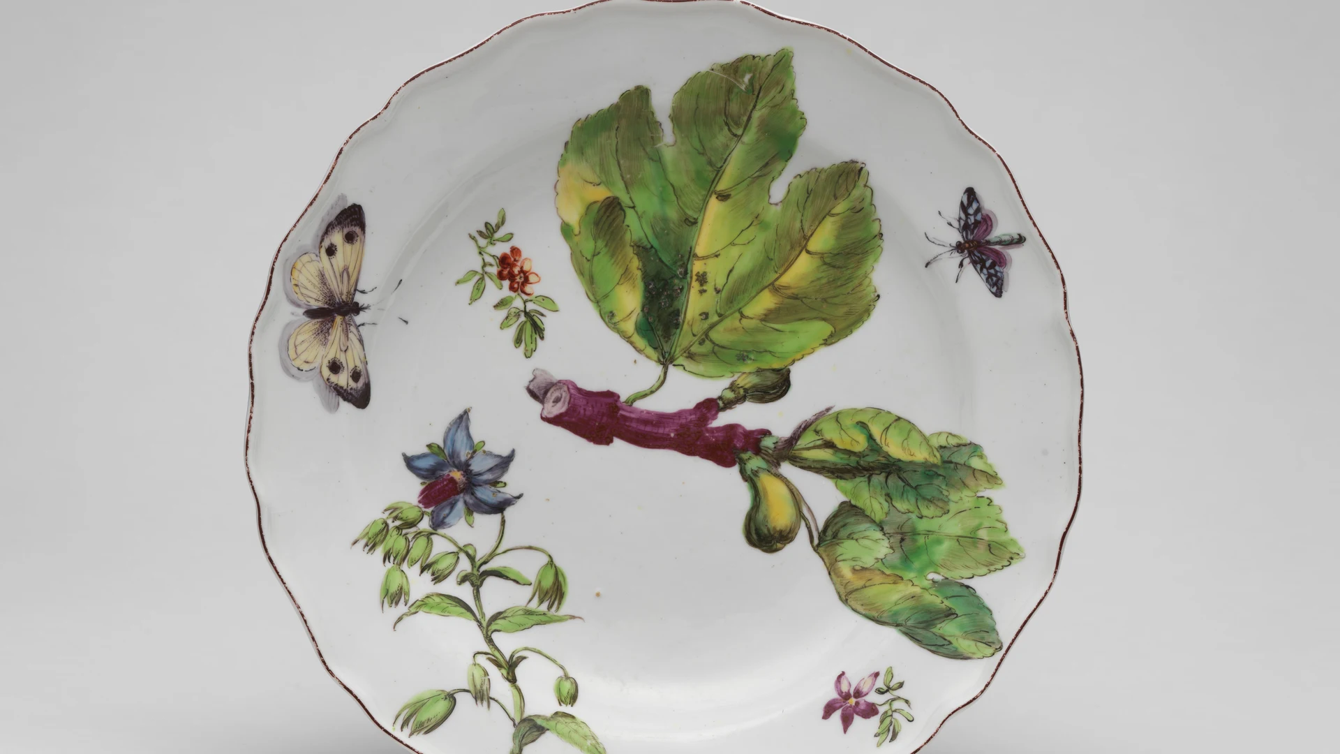 Botanical plate with spray of fruiting fig - free hd flowers wallpaper for desktop