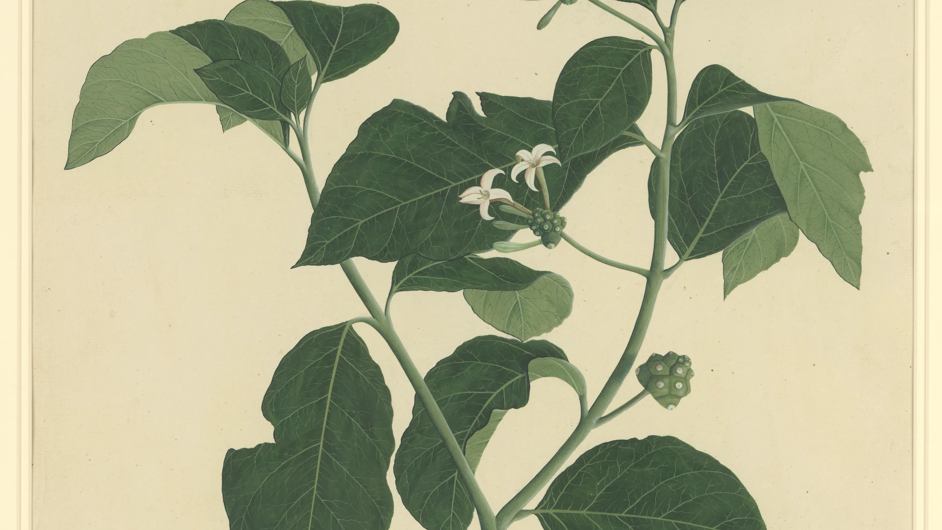 Botanical Study of Indian Mulberry (Morinda citrifolia) - free hd flowers wallpaper for desktop