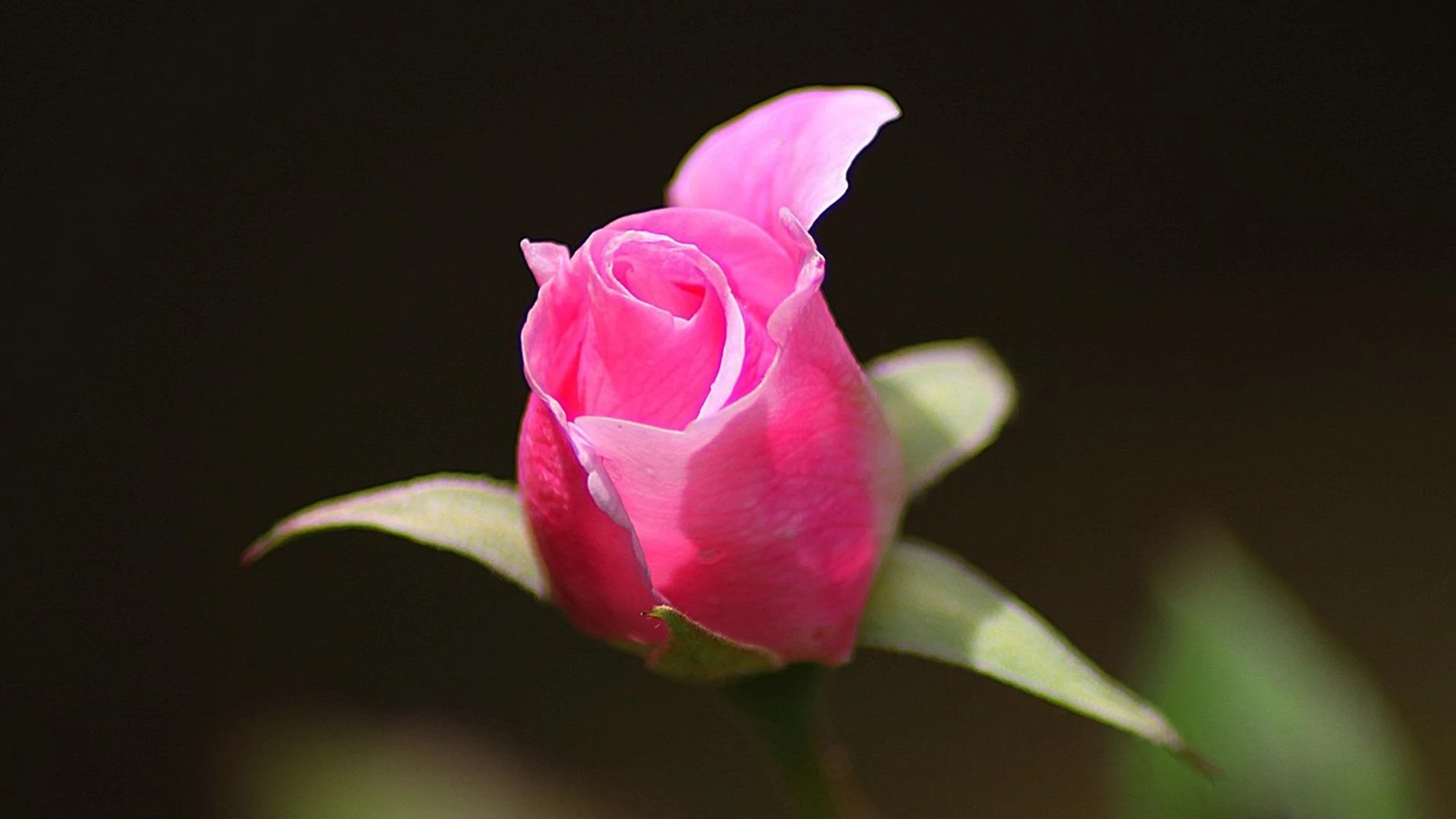 Bud flower beautiful flowers - free hd flowers wallpaper for desktop