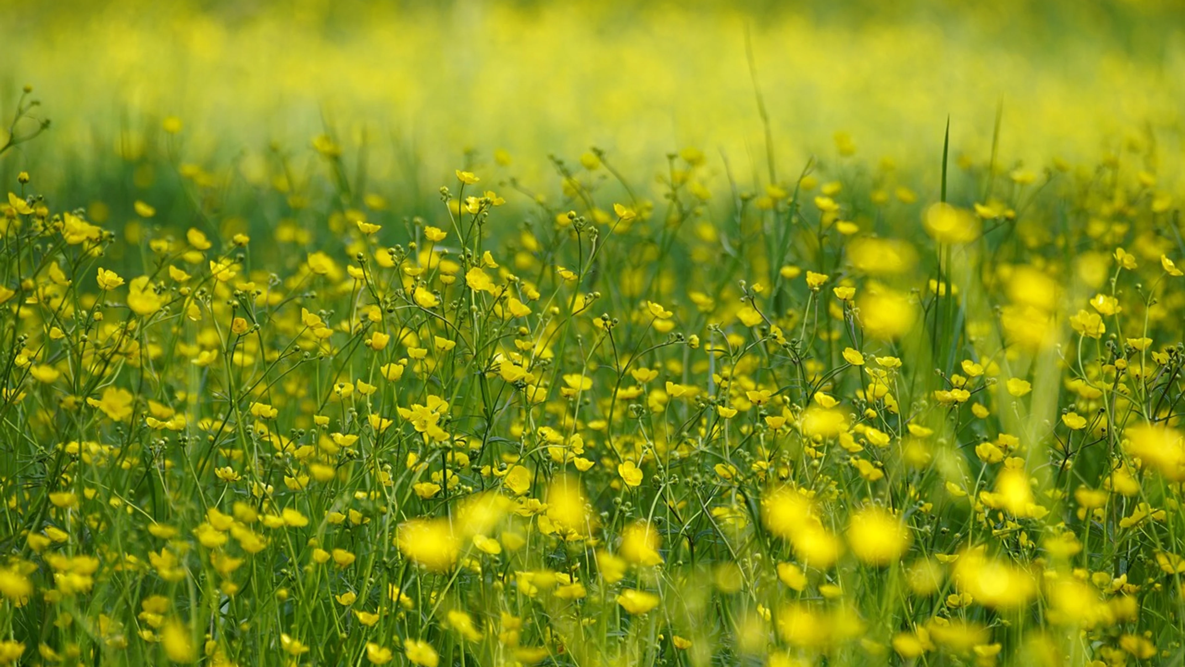Buttercup ranunculus yellow flowers - free 4K Ultra HD flowers wallpaper for desktop