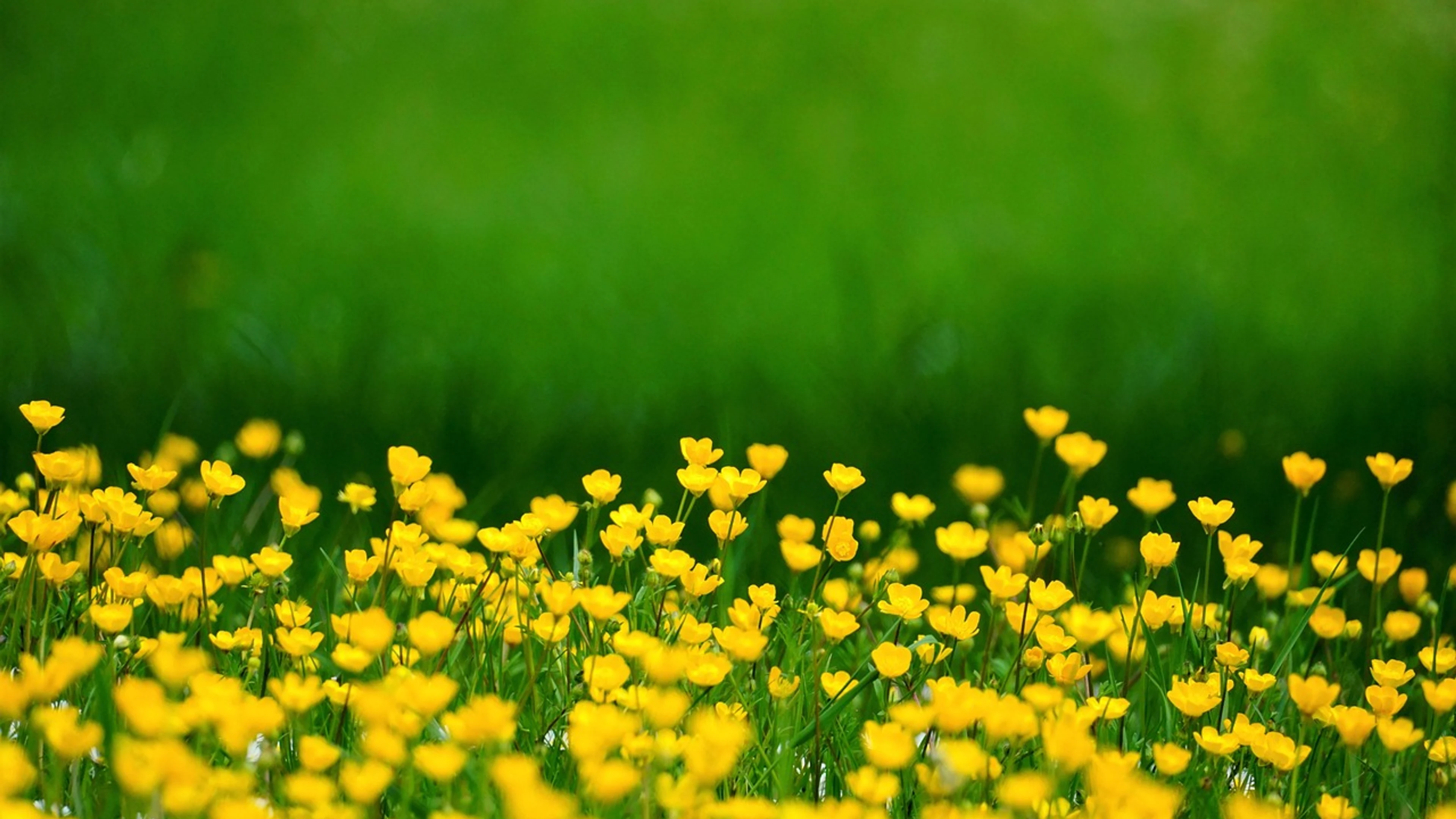 Buttercups flower meadow - free 4K Ultra HD flowers wallpaper for desktop