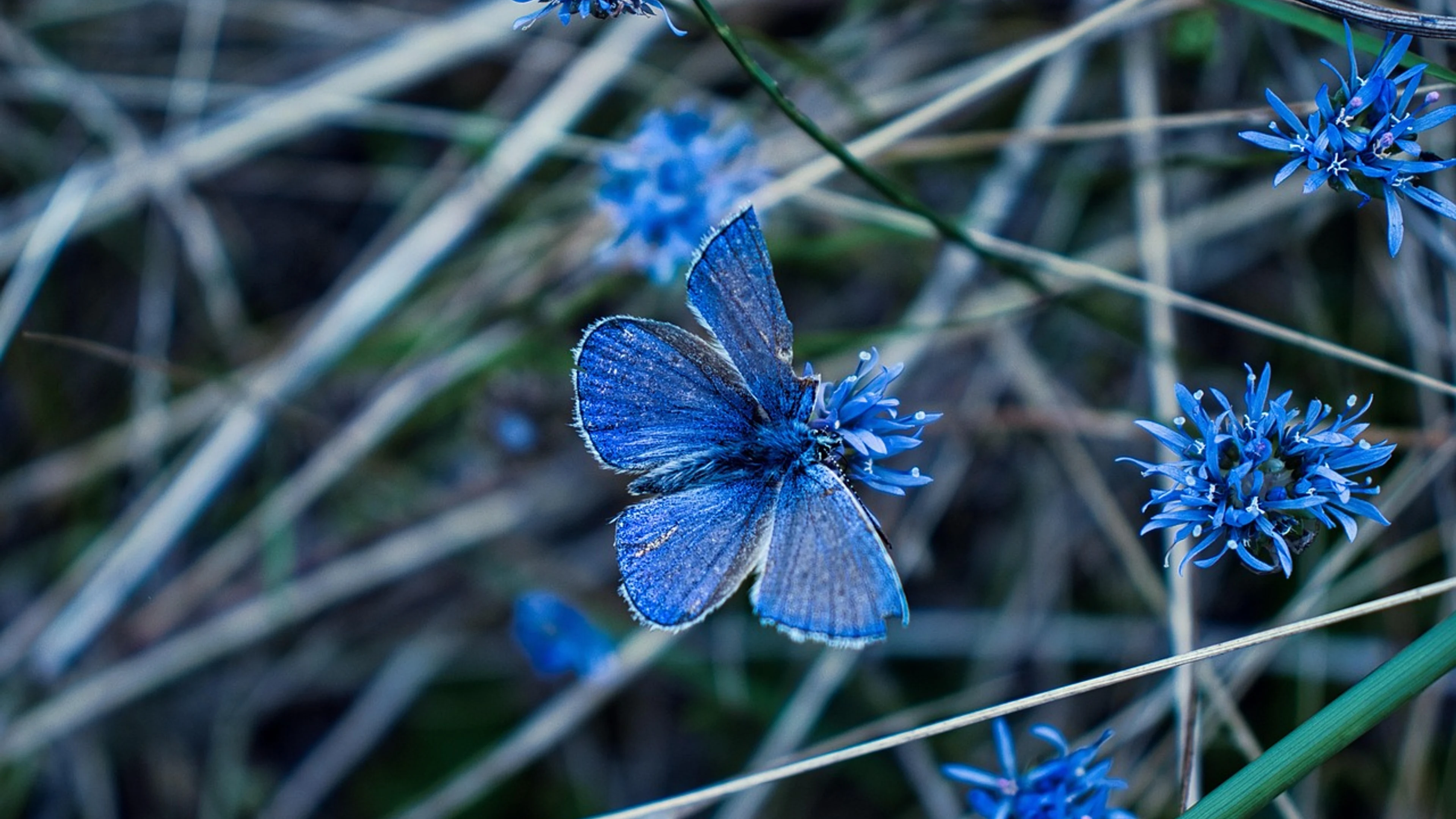 Butterfly flowers pollinate - free 4K Ultra HD flowers wallpaper for desktop