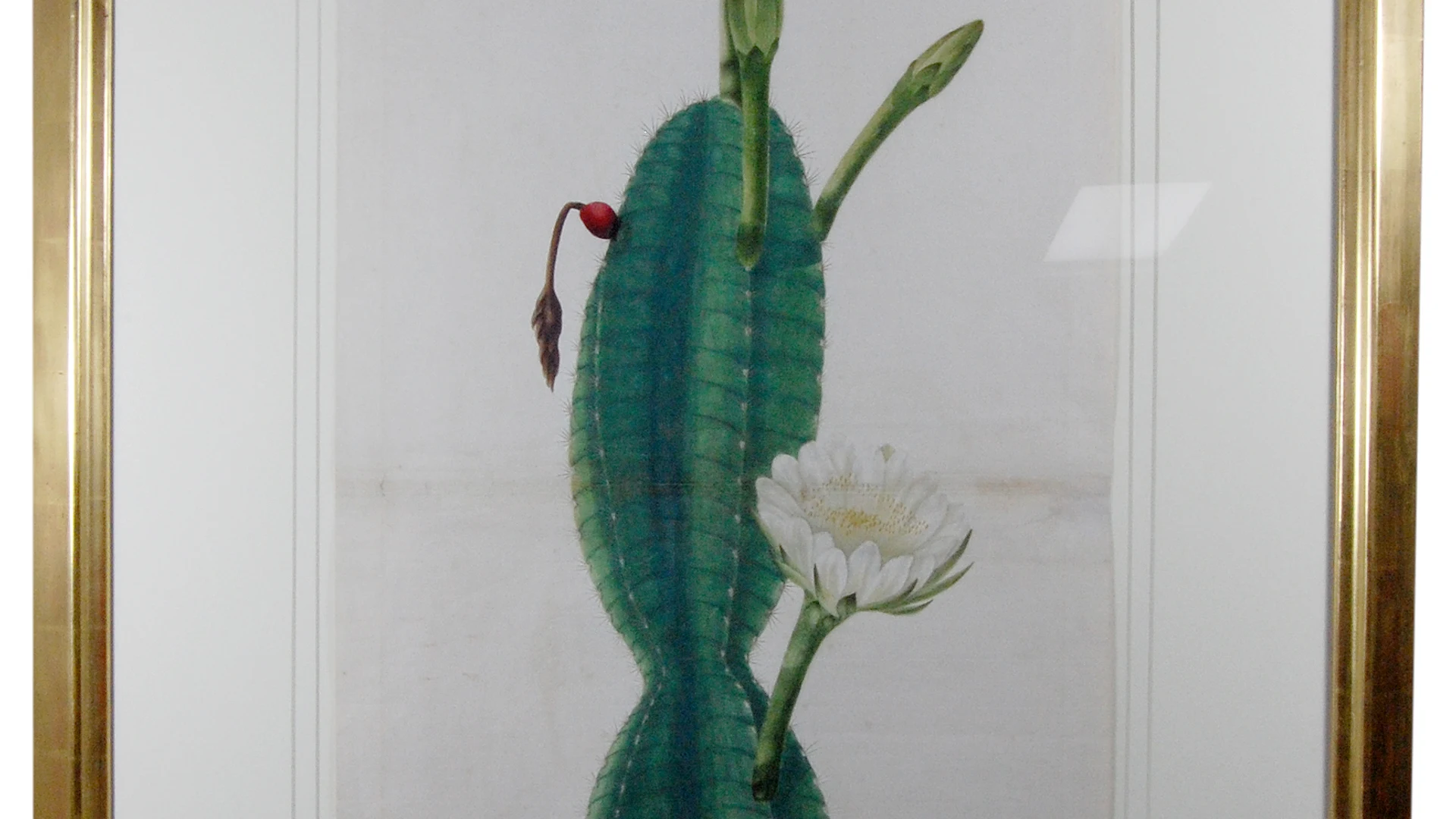 Cactus Plant in Flower - free hd flowers wallpaper for desktop