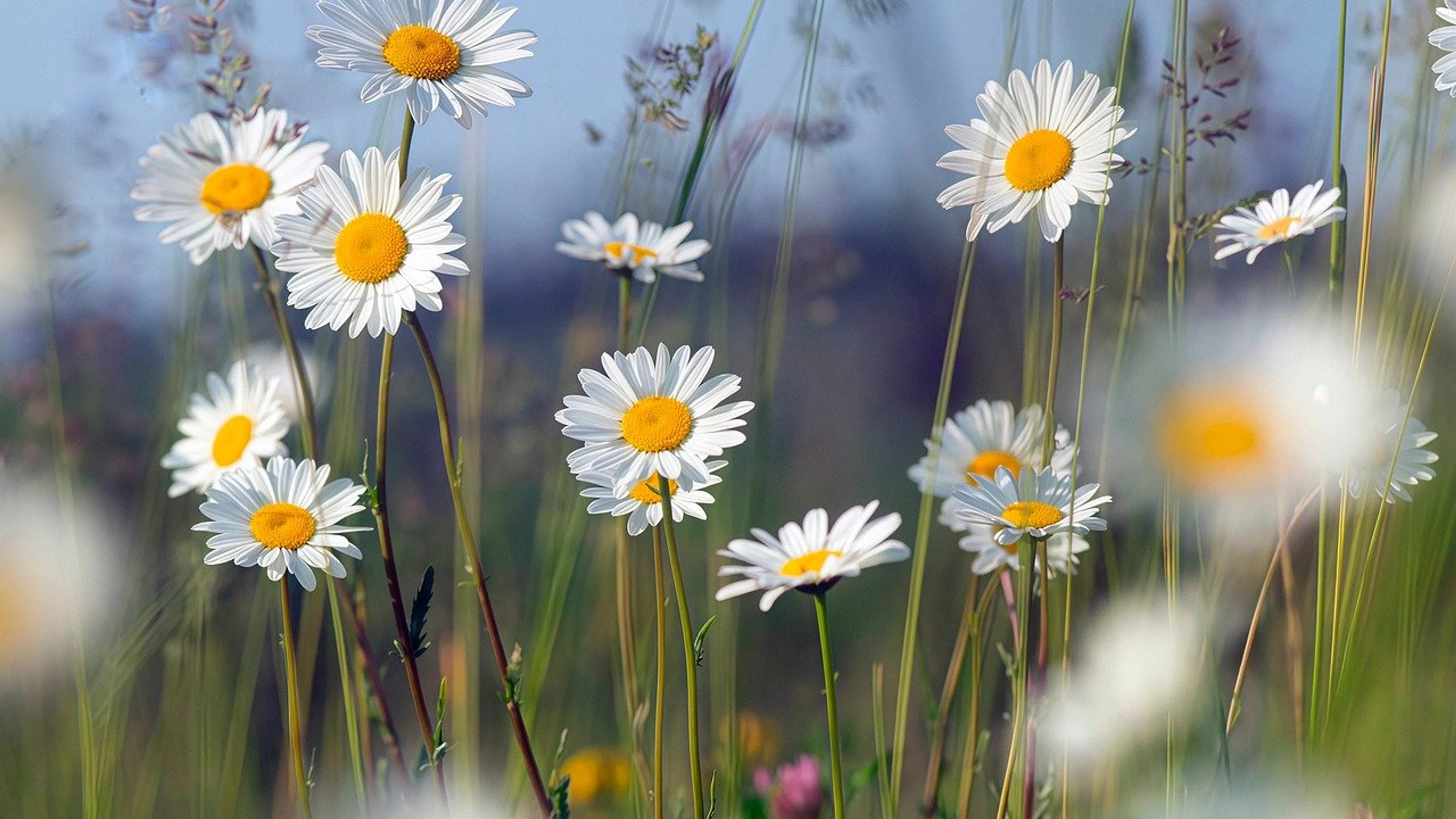 Chamomile flowers bloom - free 4K Ultra HD flowers wallpaper for desktop