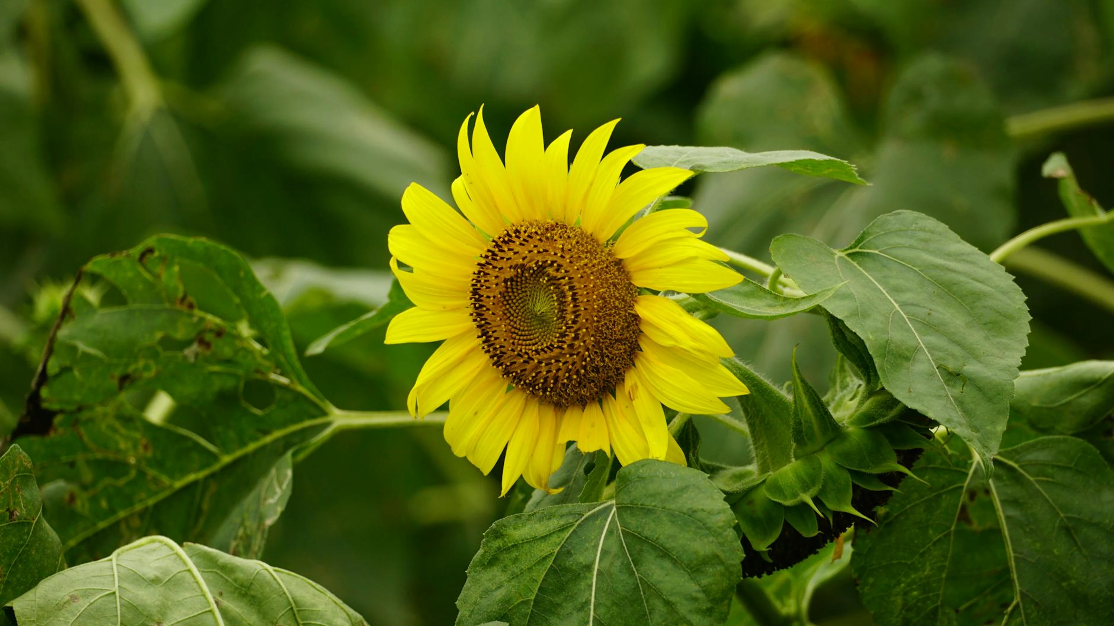 Close-up of a bright sunflower blooming in a verdant field, showcasing nature's - free 4K Ultra HD flowers wallpaper for desktop
