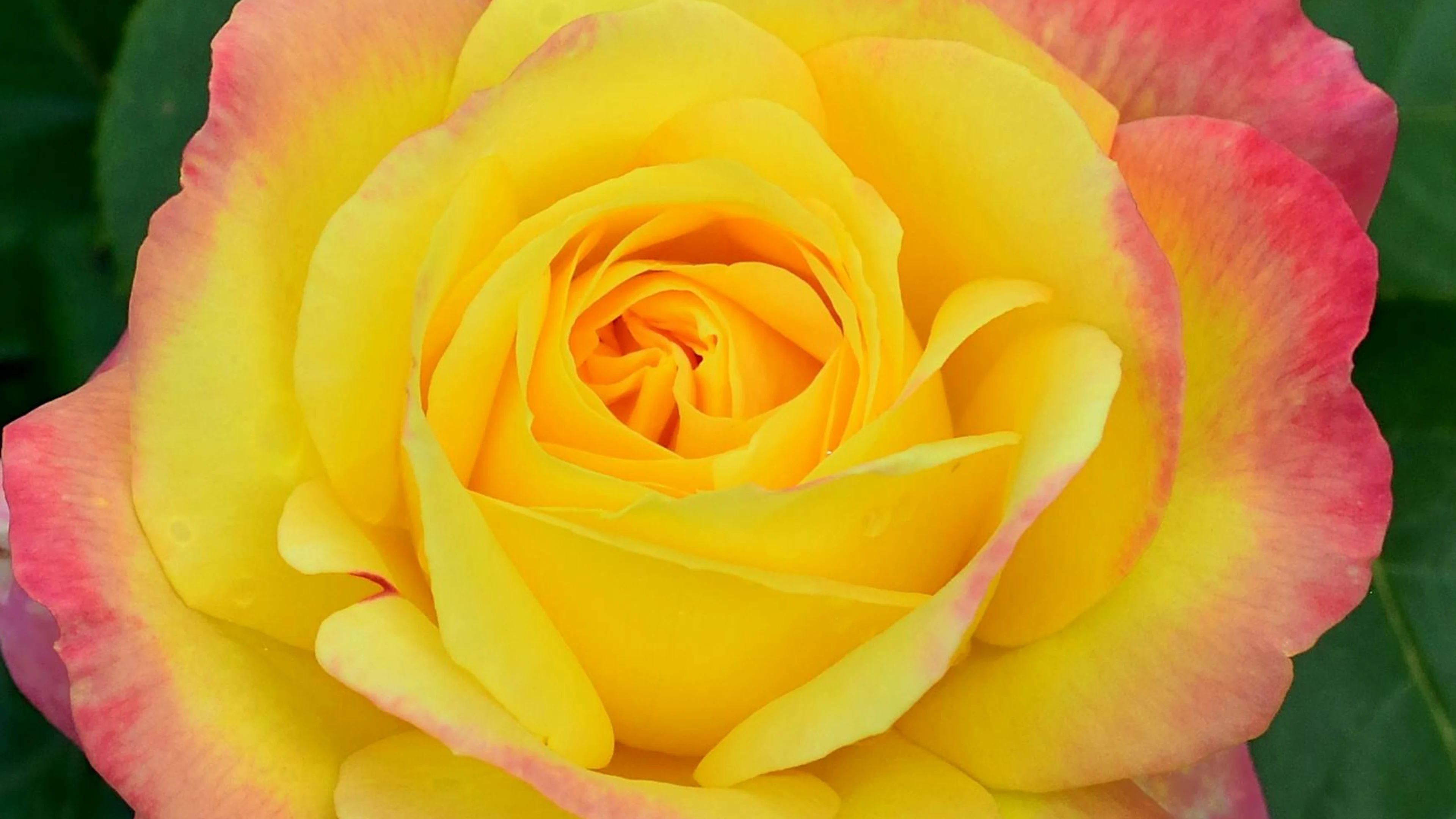 Close-up of a stunning yellow and pink rose bloom showcasing its vibrant colors. - free 4K Ultra HD flowers wallpaper for desktop