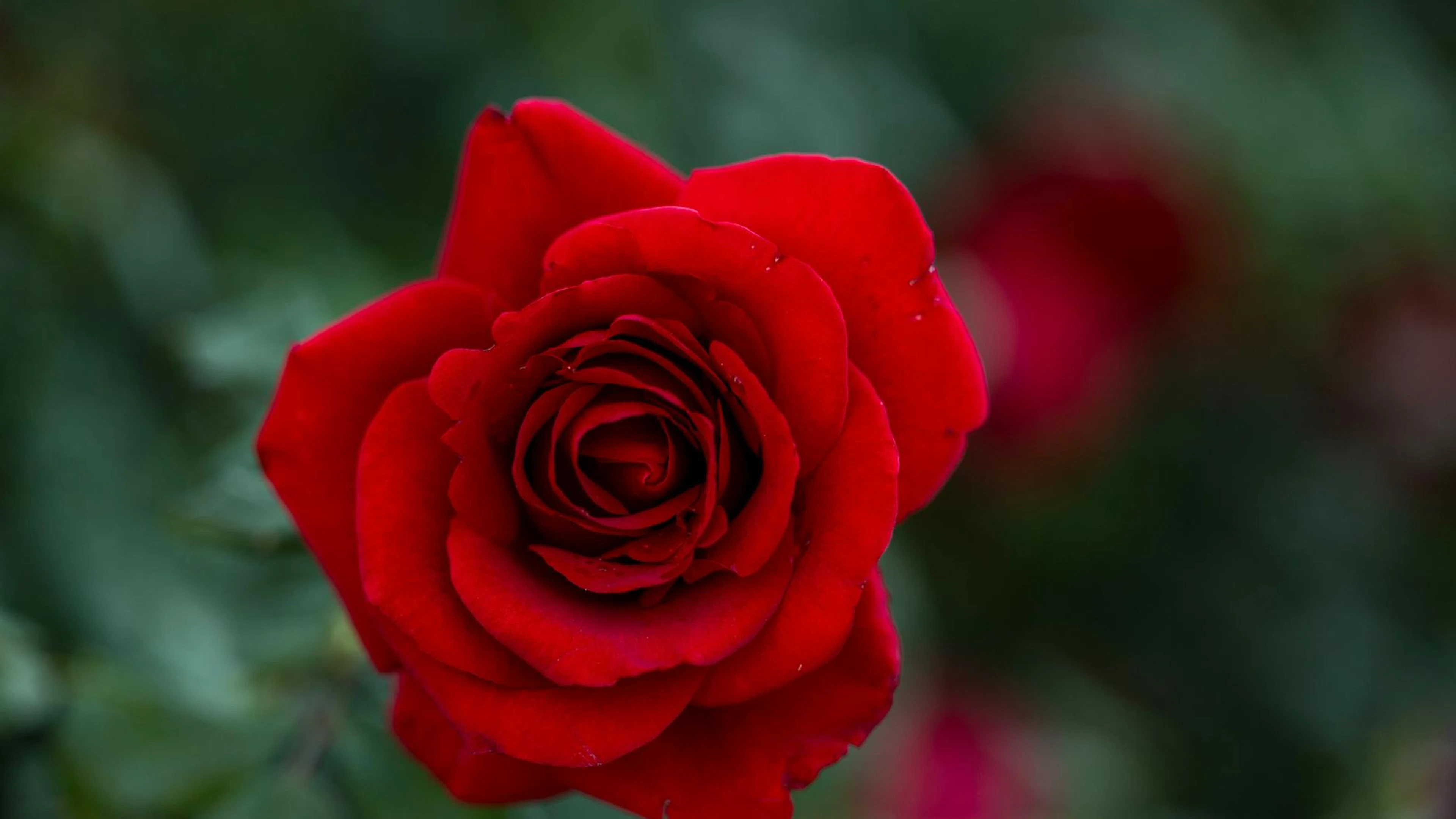 Close-up of a vibrant red rose blooming in a natural outdoor garden setting. - free 4K Ultra HD flowers wallpaper for desktop
