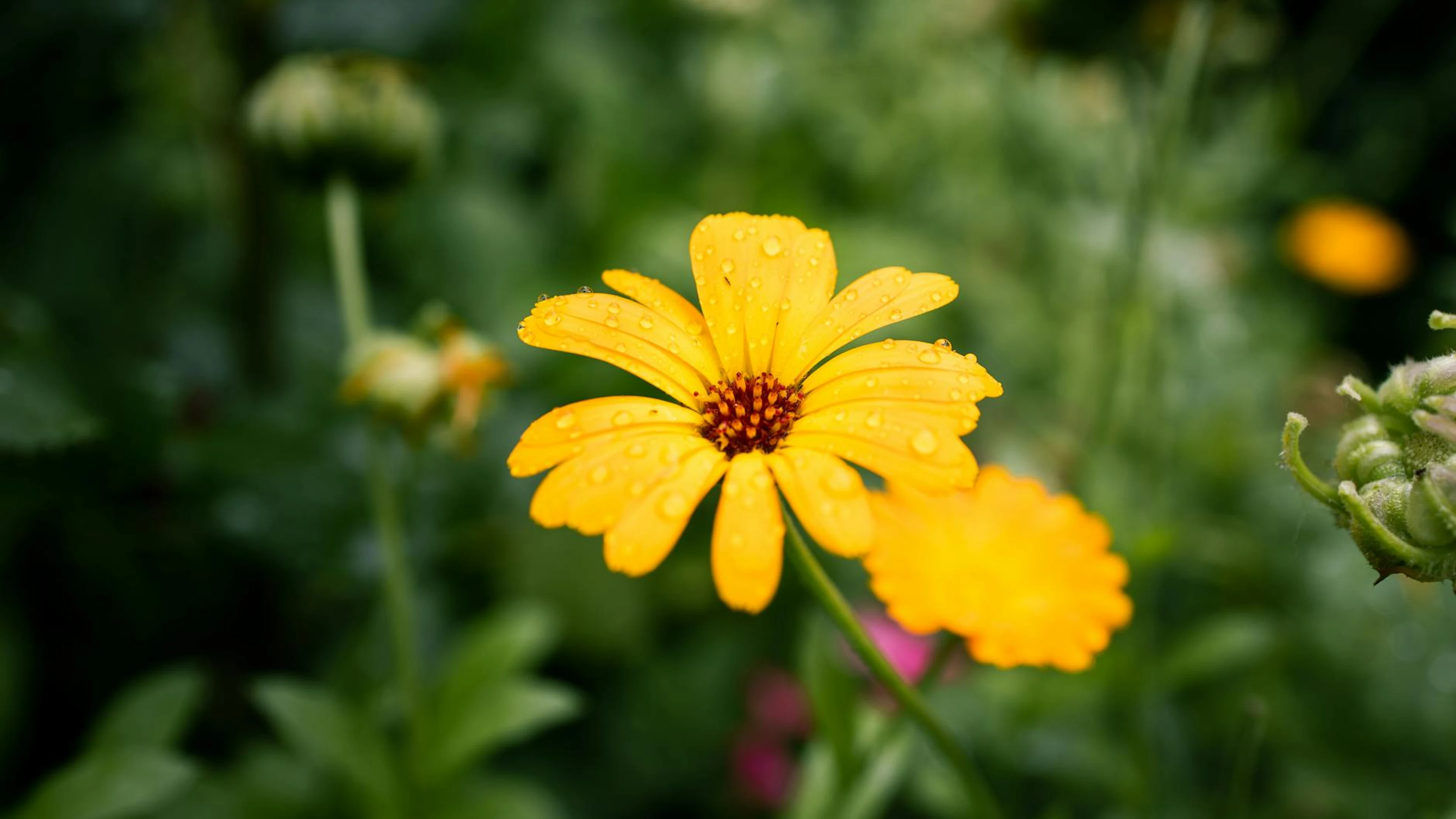 Close-up of a yellow daisy covered in dewdrops, blooming in a lush green garden. - free 4K Ultra HD flowers wallpaper for desktop