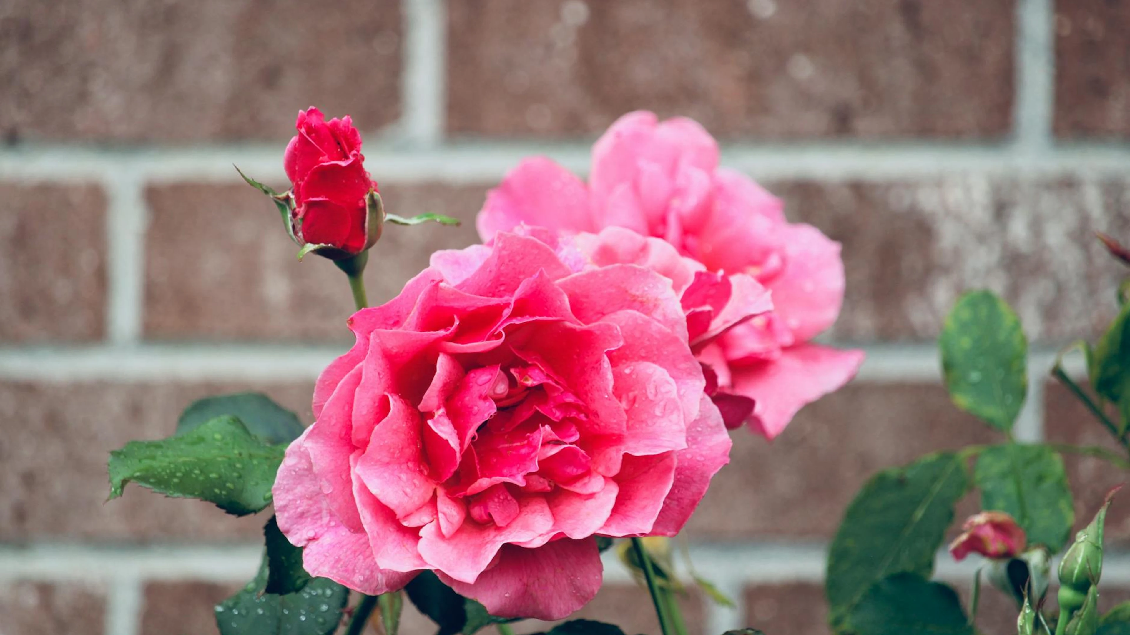 Close-up of blooming pink roses with raindrops on petals against a brick backgro - free 4K Ultra HD flowers wallpaper for desktop