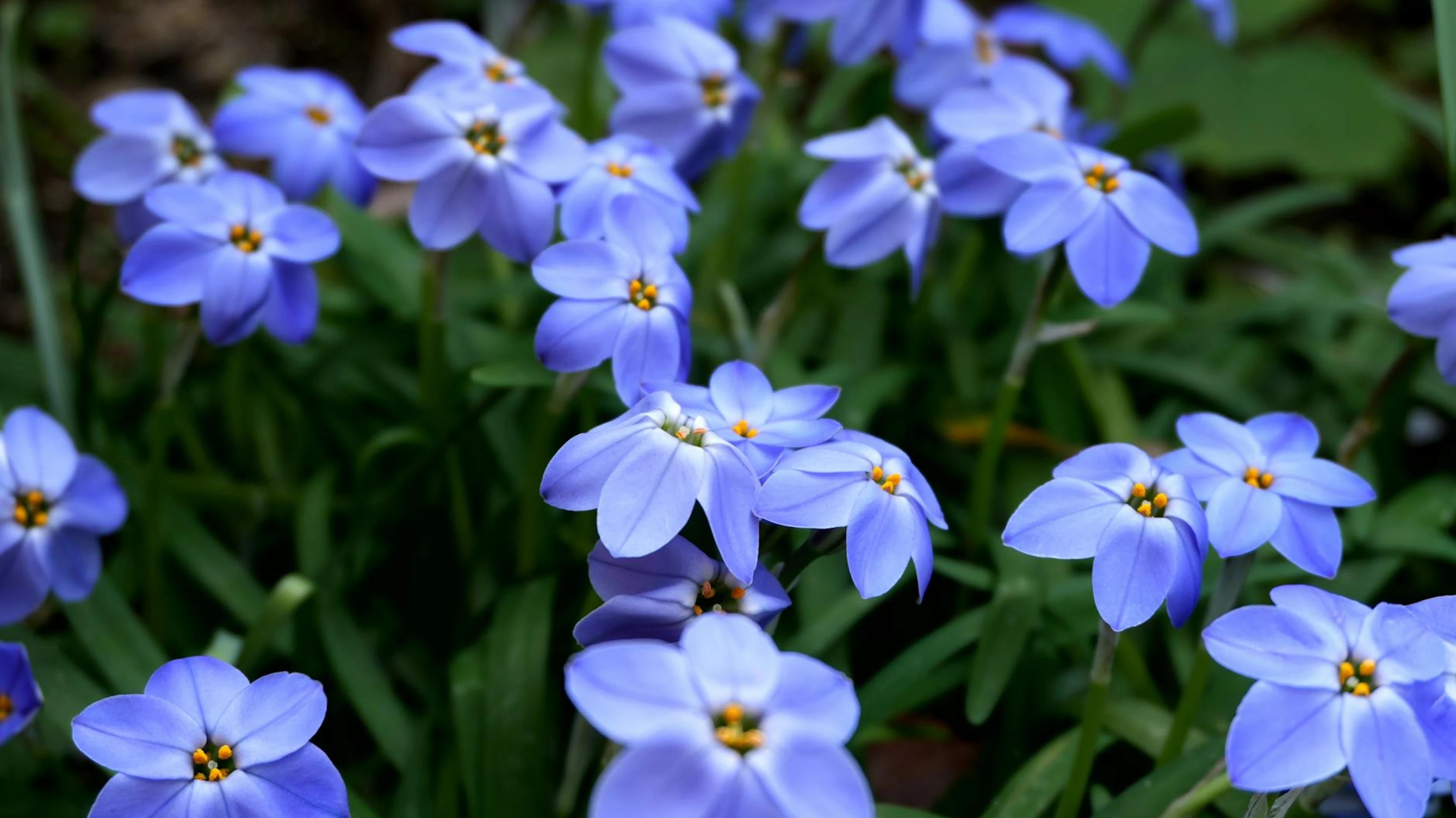 Close-up of vibrant blue flowers in a garden, Tokyo, Japan. - free 4K Ultra HD flowers wallpaper for desktop