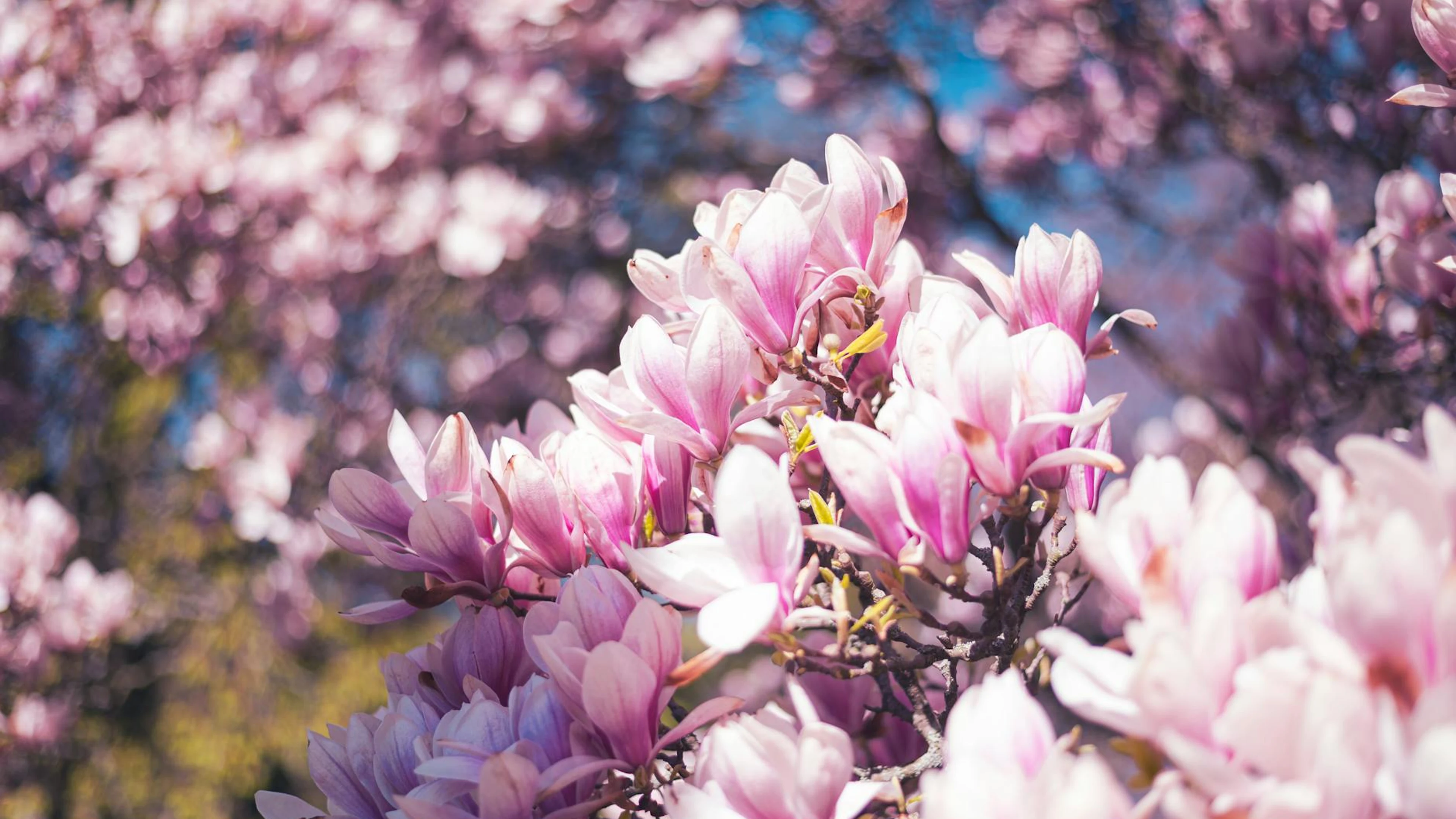 Close-up of vibrant magnolia blossoms in full bloom during spring. - free 4K Ultra HD flowers wallpaper for desktop