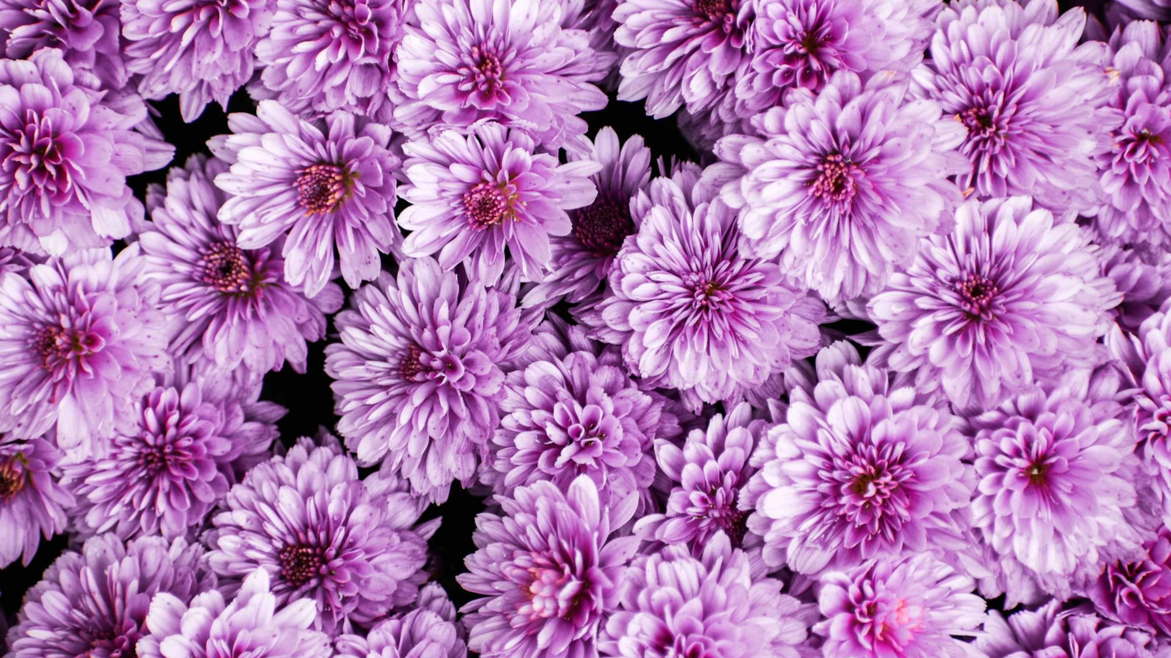 Close-up of vibrant purple chrysanthemums in full bloom, showcasing their beauty - free 4K Ultra HD flowers wallpaper for desktop