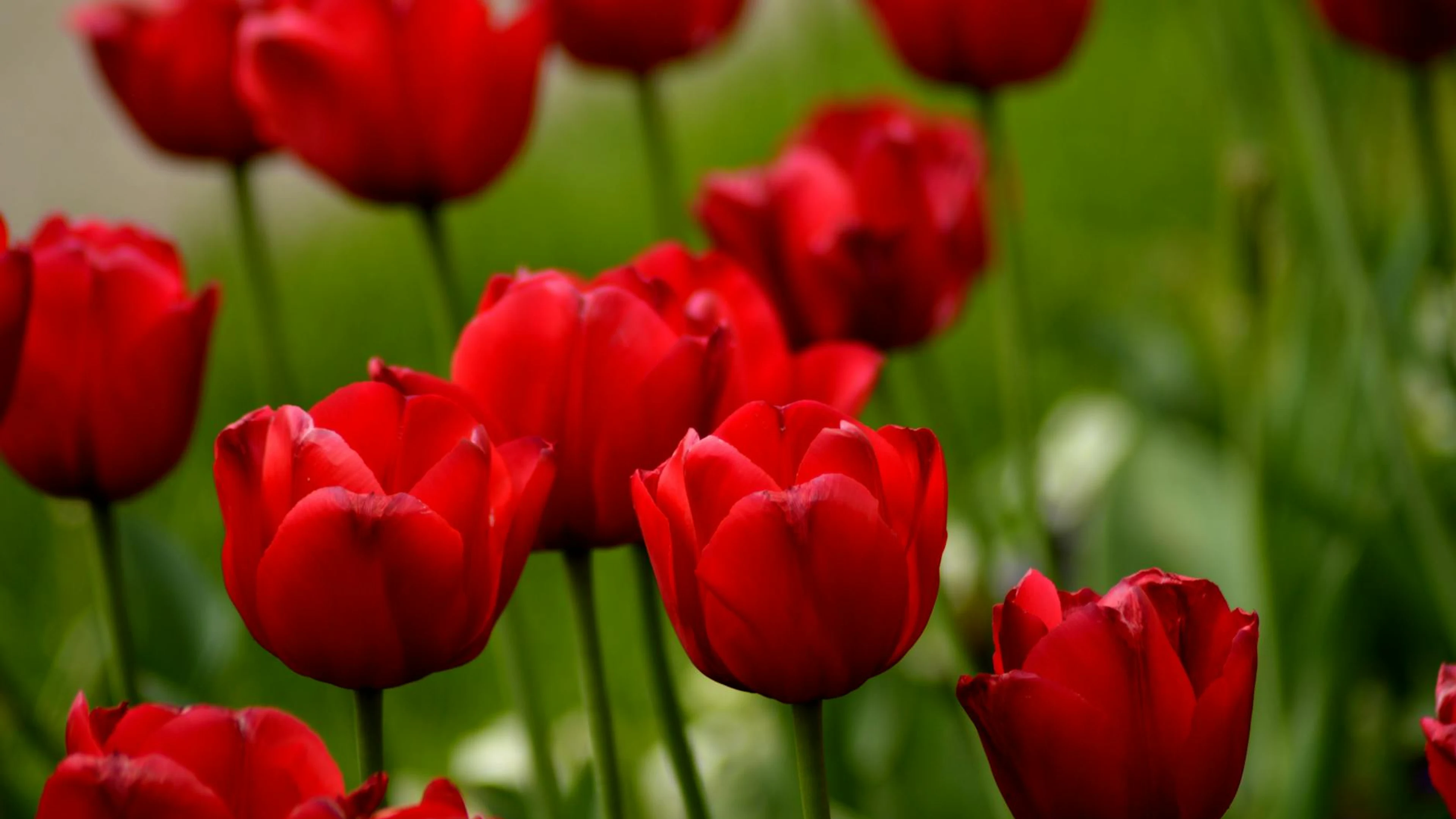 Close-up of vibrant red tulips blooming in a lush spring garden. Perfect for flo - free 4K Ultra HD flowers wallpaper for desktop