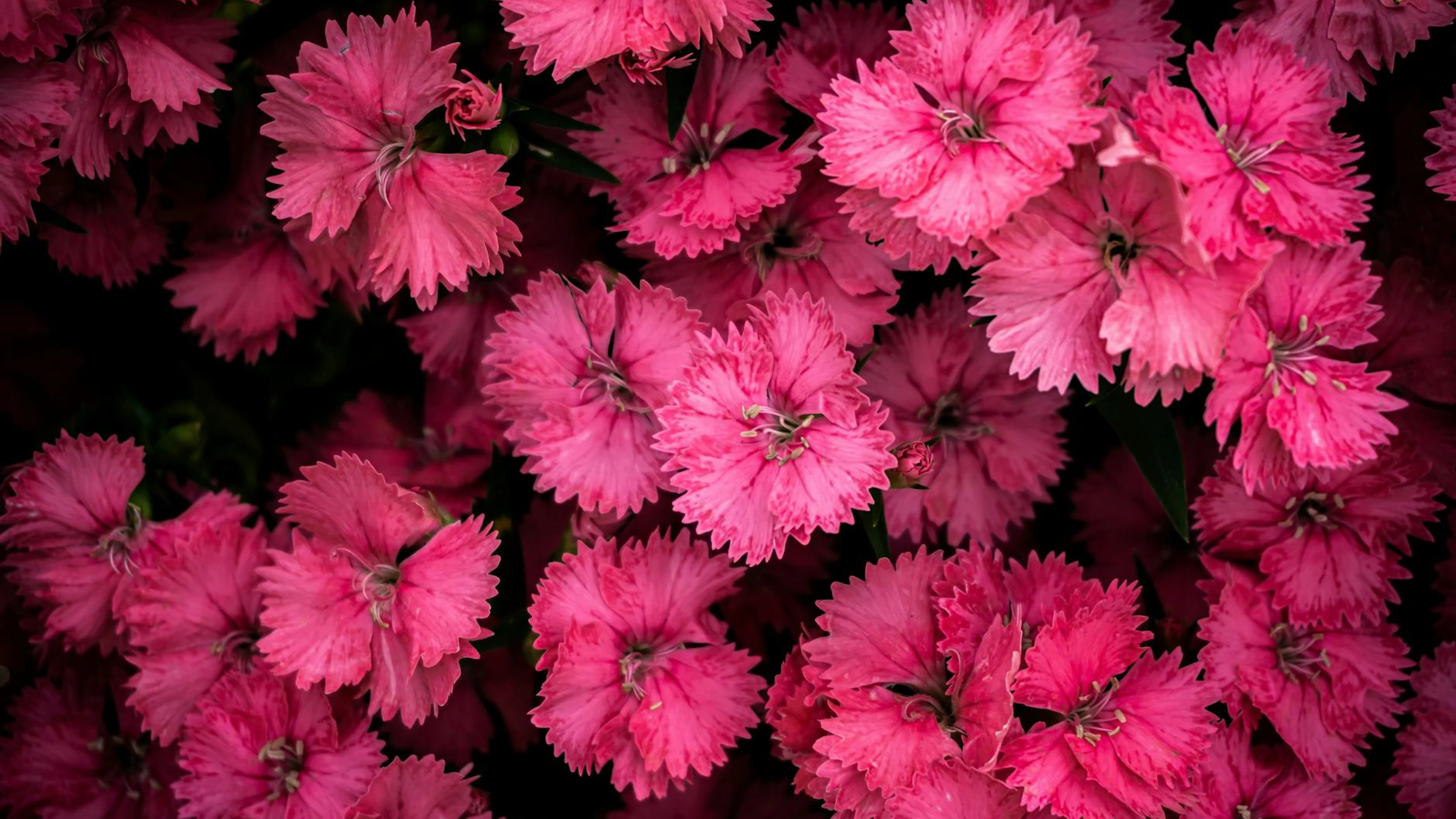 Close-up of vivid pink Dianthus flowers showcasing exquisite petal details. - free 4K Ultra HD flowers wallpaper for desktop
