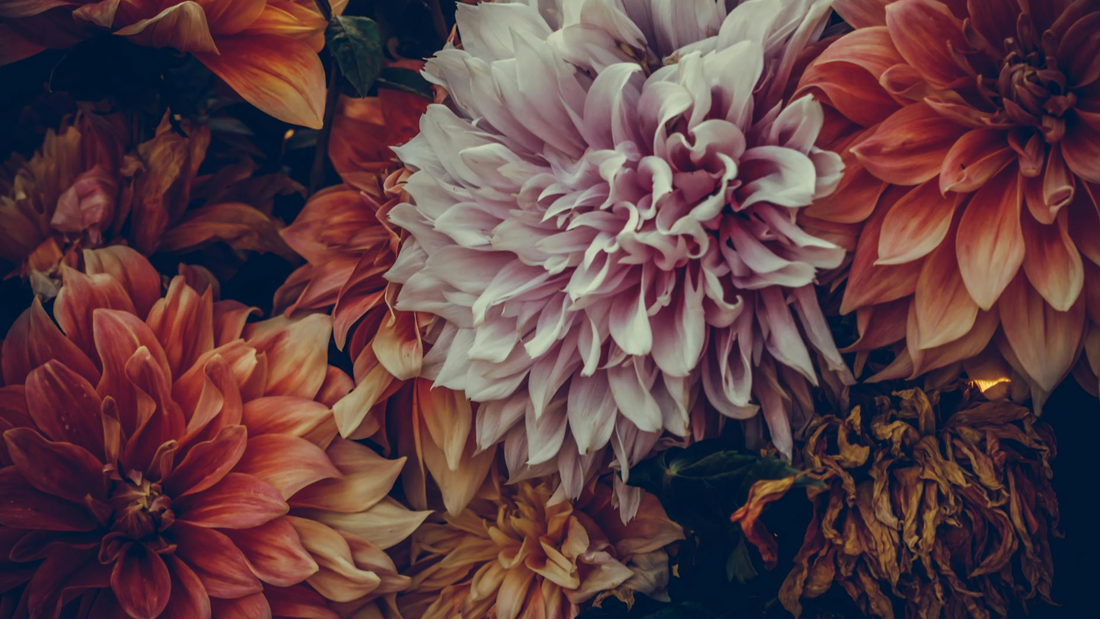 Colorful and vivid close-up of beautiful blooming dahlias with rich textures. - free 4K Ultra HD flowers wallpaper for desktop