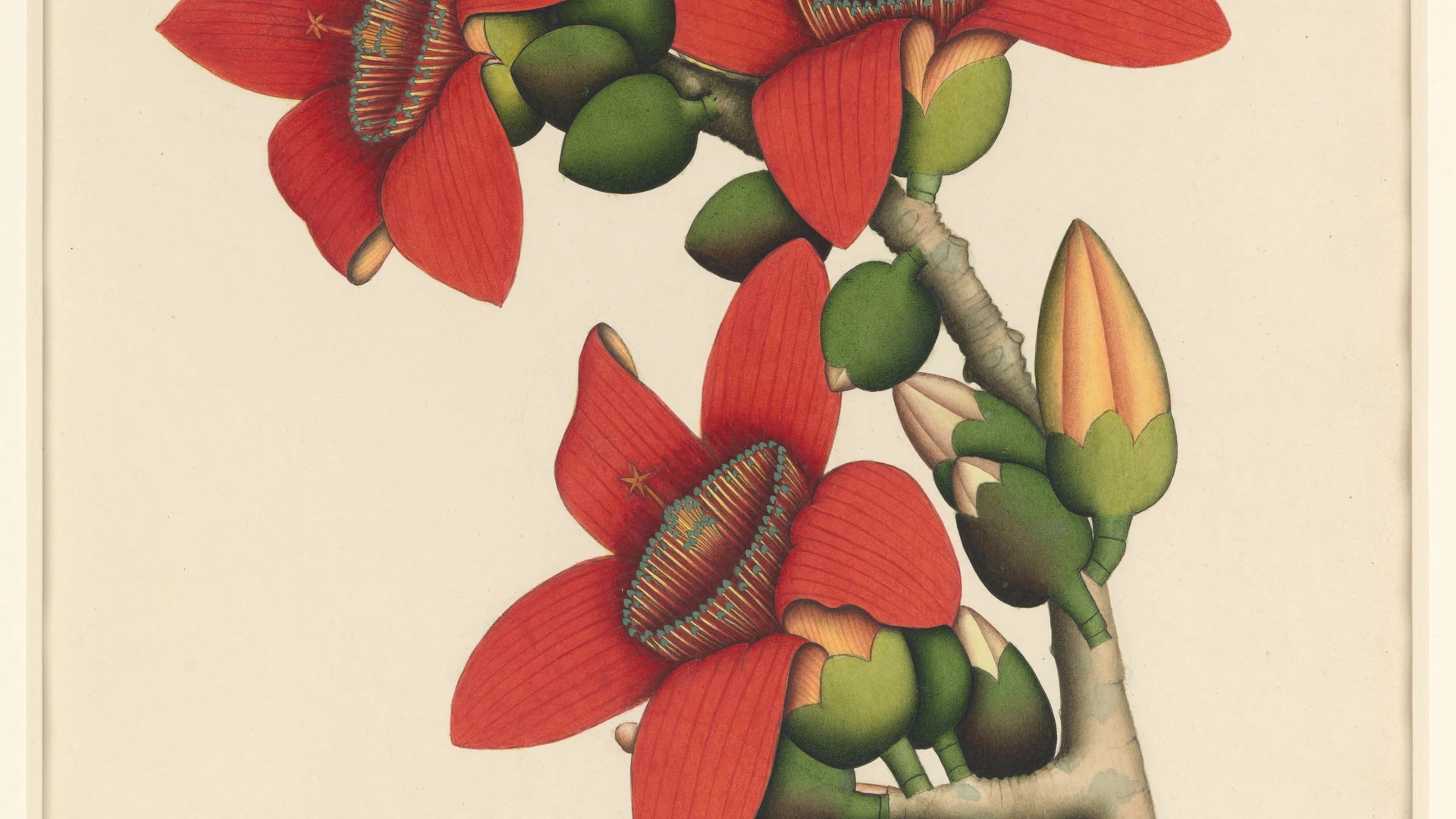 Cotton Tree Flowers - free hd flowers wallpaper for desktop