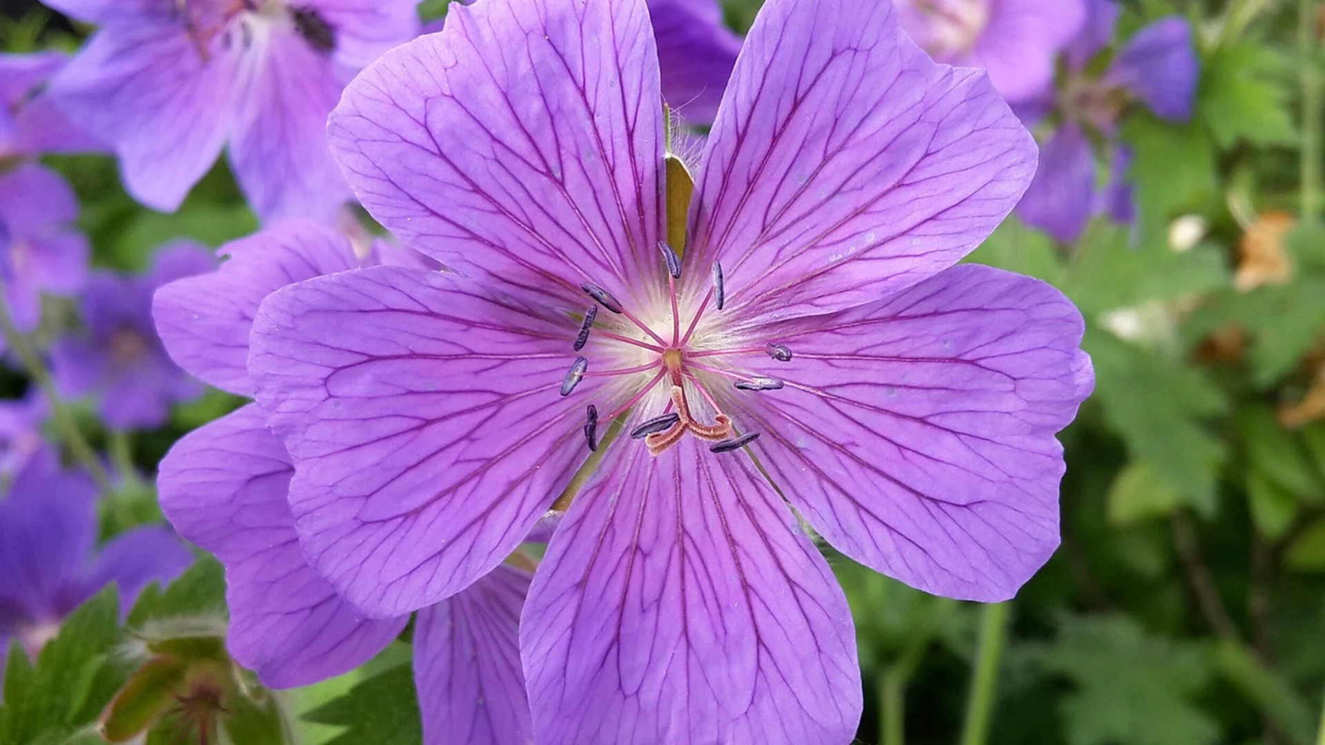 Cranesbill blossom nature - free hd flowers wallpaper for desktop