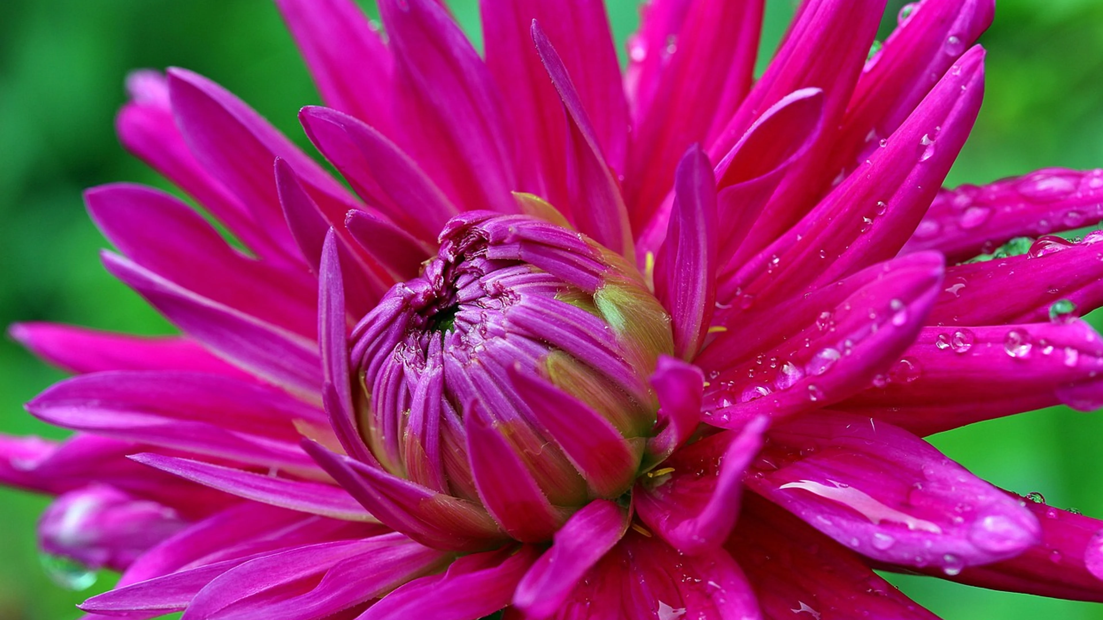 Dahlia flower composites - free 4K Ultra HD flowers wallpaper for desktop