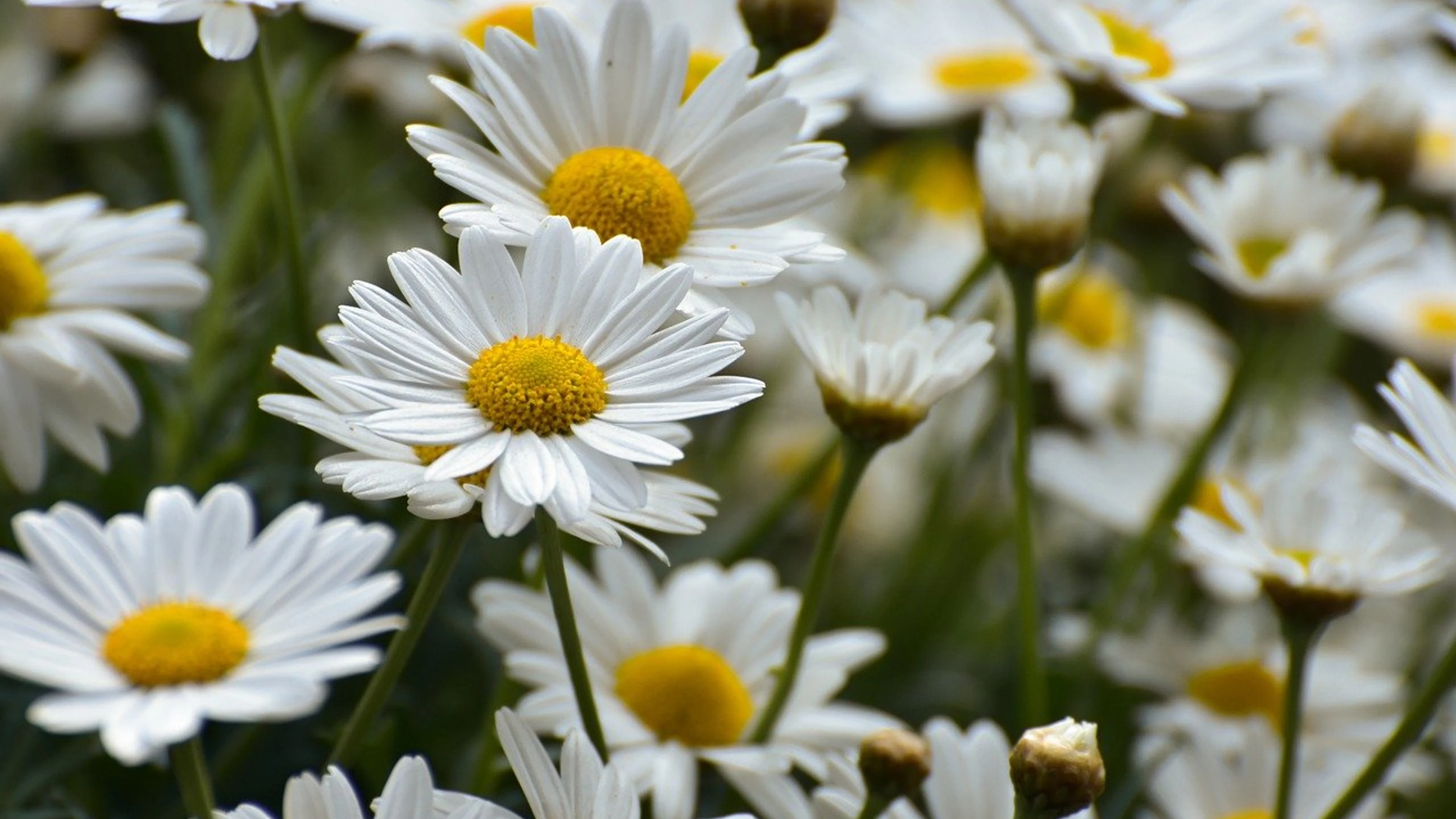 Daisies flower meadow bloom - free 4K Ultra HD flowers wallpaper for desktop