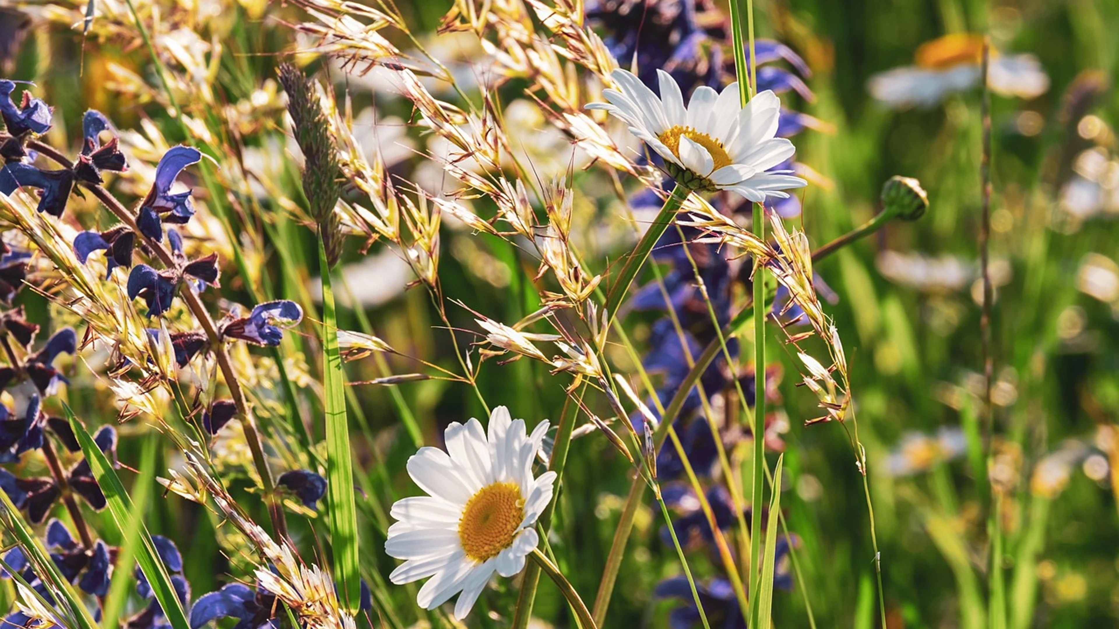 Daisies meadow flower background - free 4K Ultra HD flowers wallpaper for desktop